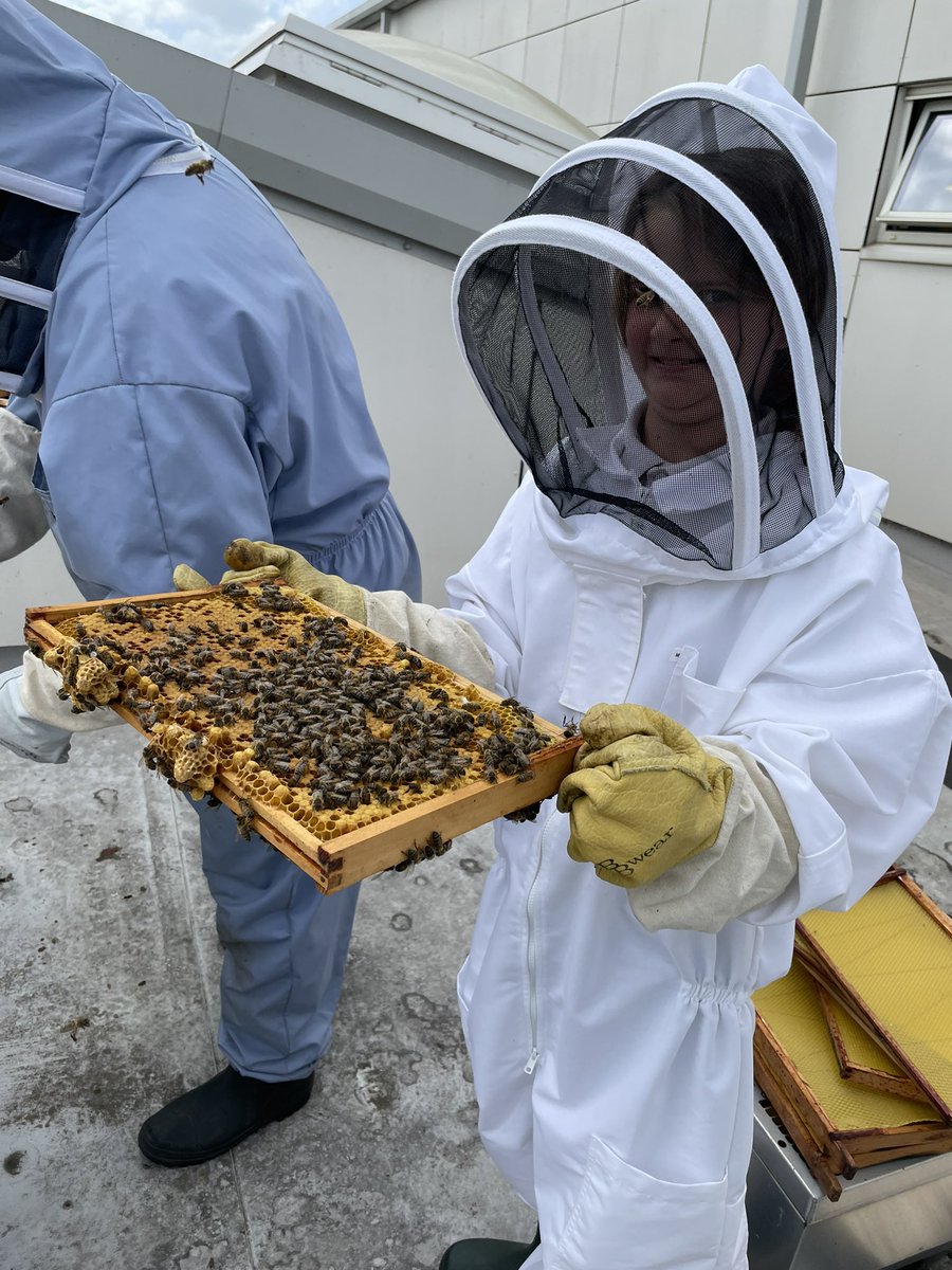 norbridge_bees tweet media