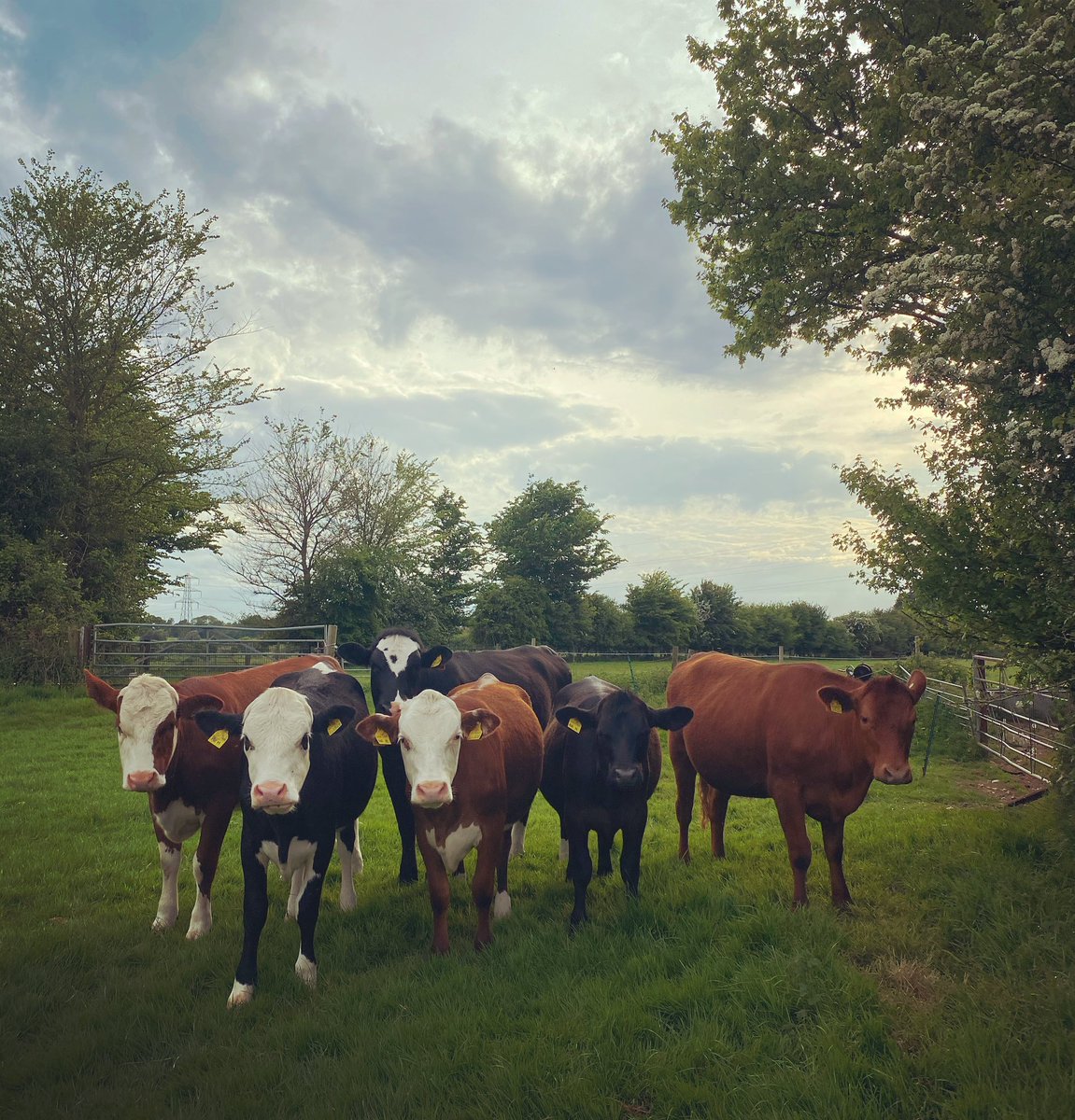 Oh, I have cows now. #cowsoftwitter #cattle #hereford #angus #jersey