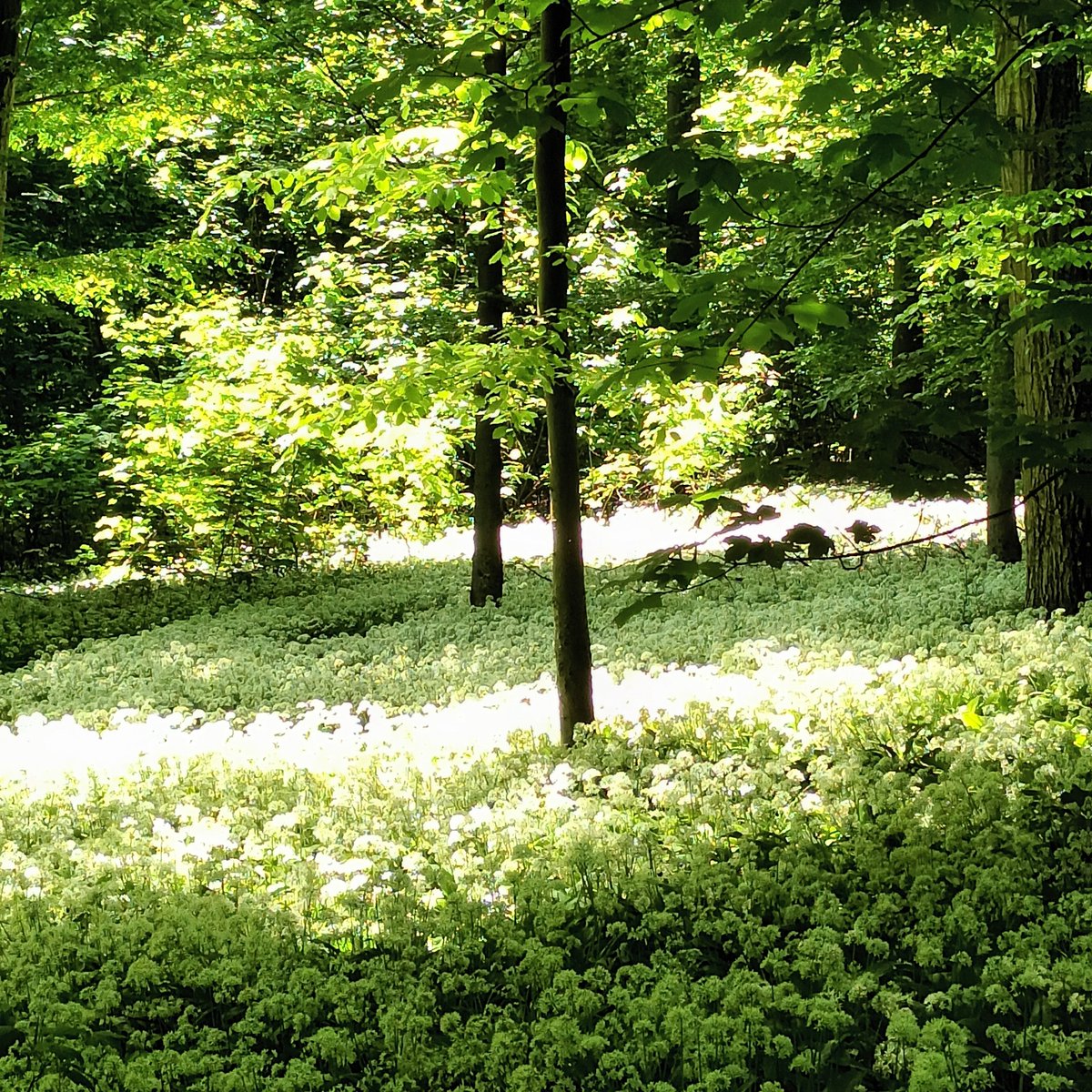 VIVESBW's tweet photo. Was für ein herrliches Wochenende! Heute regnet es zwar, aber wir laden Sie trotzdem zu einer Woche voller spannender Veranstaltungen ein: 
https://t.co/QtsHo8VEdh
#regenistkeinproblem #senioren #seniorenbildung #teilhabe #gegeneinsamkeit #ulm #gemeinsamsingen #gemeinsamkochen https://t.co/qiePYIv5EL