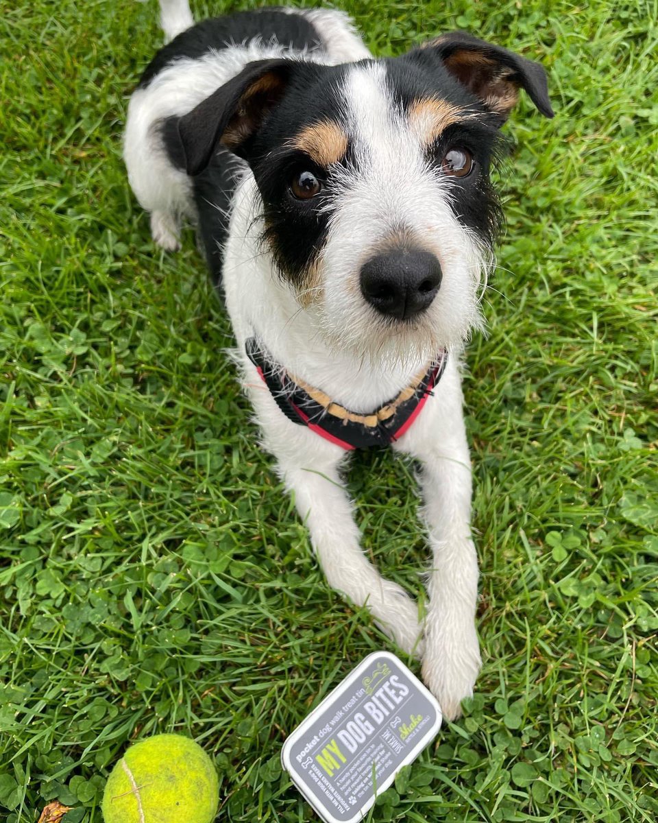 inmuswellhill's tweet photo. MyDogBites love treats, walks, animals, and Love protecting our planet! Their metal tins are reusable and 100% recyclable! 🌍🌿♻️🐶 https://t.co/aV7hZXd0bc 
•
•
#ecopackagingmaterials #♻️ #safeplanetearth🌍 #reuserecycle #doglove 
#puppylove #walkies🐾 https://t.co/UMK5VXA1EH