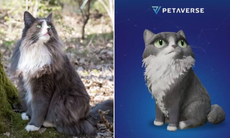 MediaYohan's tweet photo. Petaverse now allows you to create a Web3 version of your pet.
https://t.co/eWYY70WXBJ
#petaverse #nft https://t.co/dfpZjCA9Zb