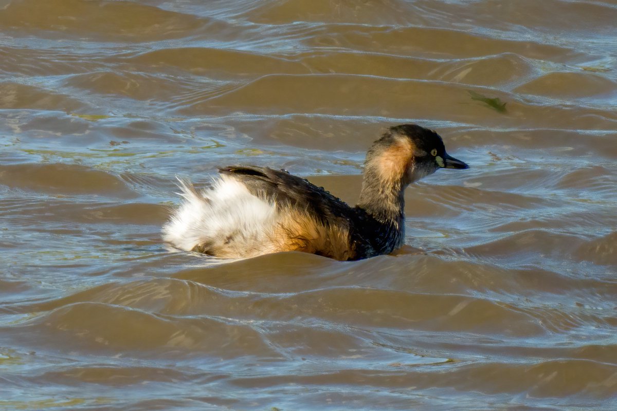 c_mperman's tweet photo. #CanberraWalks today was a quick look at the water birds at Taylor and Franklin Ponds, in a rather cool breeze. @KMRiethmiller @GbhvfRon @wapple15 Australasian Grebe, young Hard Head, Coots, and a Darter https://t.co/Iclx4Z1yiK