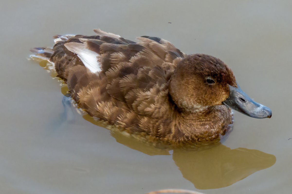 c_mperman's tweet photo. #CanberraWalks today was a quick look at the water birds at Taylor and Franklin Ponds, in a rather cool breeze. @KMRiethmiller @GbhvfRon @wapple15 Australasian Grebe, young Hard Head, Coots, and a Darter https://t.co/Iclx4Z1yiK