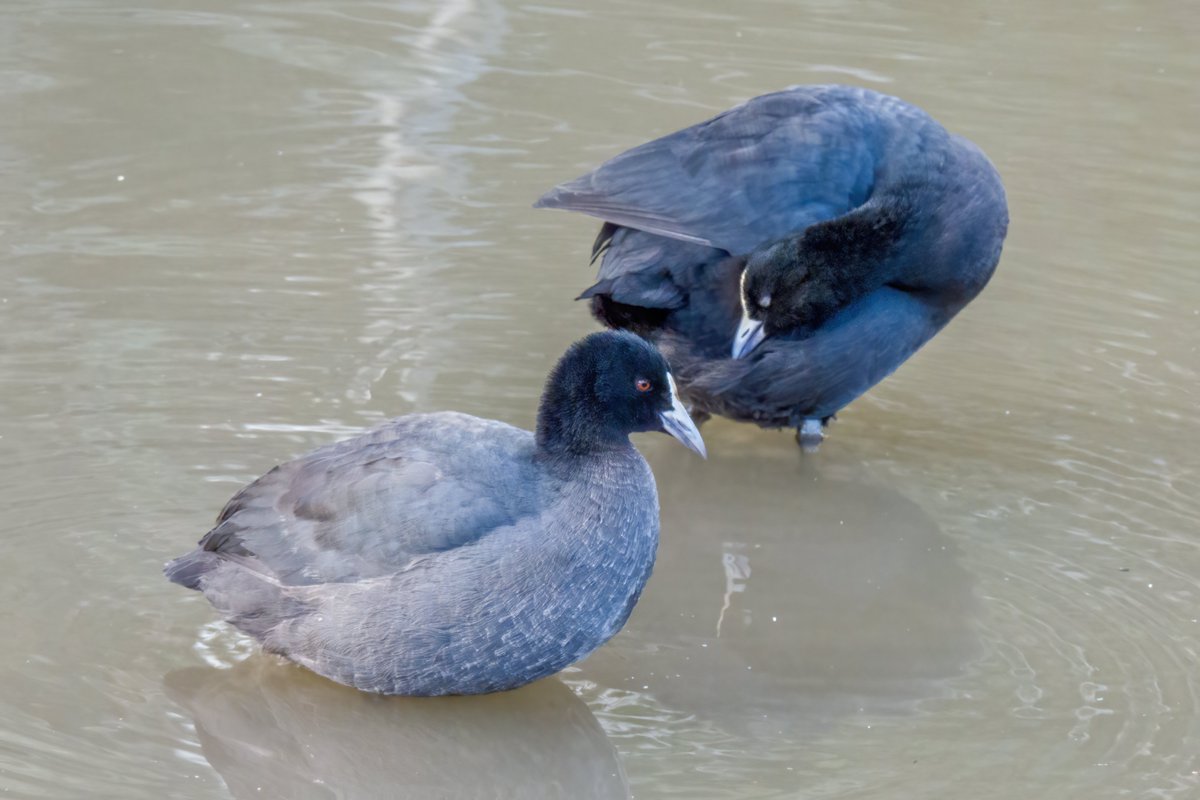 c_mperman's tweet photo. #CanberraWalks today was a quick look at the water birds at Taylor and Franklin Ponds, in a rather cool breeze. @KMRiethmiller @GbhvfRon @wapple15 Australasian Grebe, young Hard Head, Coots, and a Darter https://t.co/Iclx4Z1yiK