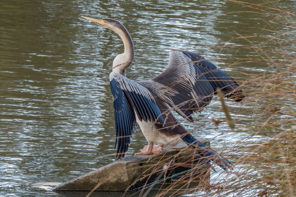 c_mperman's tweet photo. #CanberraWalks today was a quick look at the water birds at Taylor and Franklin Ponds, in a rather cool breeze. @KMRiethmiller @GbhvfRon @wapple15 Australasian Grebe, young Hard Head, Coots, and a Darter https://t.co/Iclx4Z1yiK