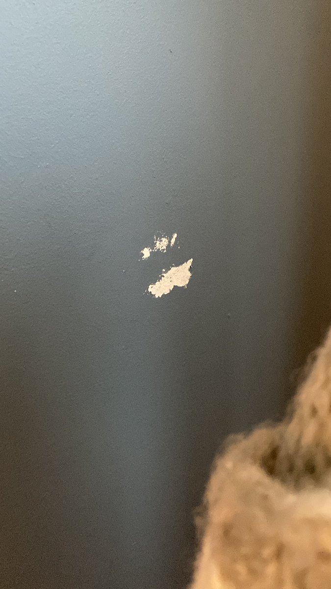rachgorrie's tweet photo. @ValsparPaintUK I bought V700 matt walls and ceiling recently for my living room (state secret) and it comes off at the slightly scuff from any furniture! I’m touching up constantly - is this normal or have I had a dodge batch? https://t.co/9ch7V6AYnq