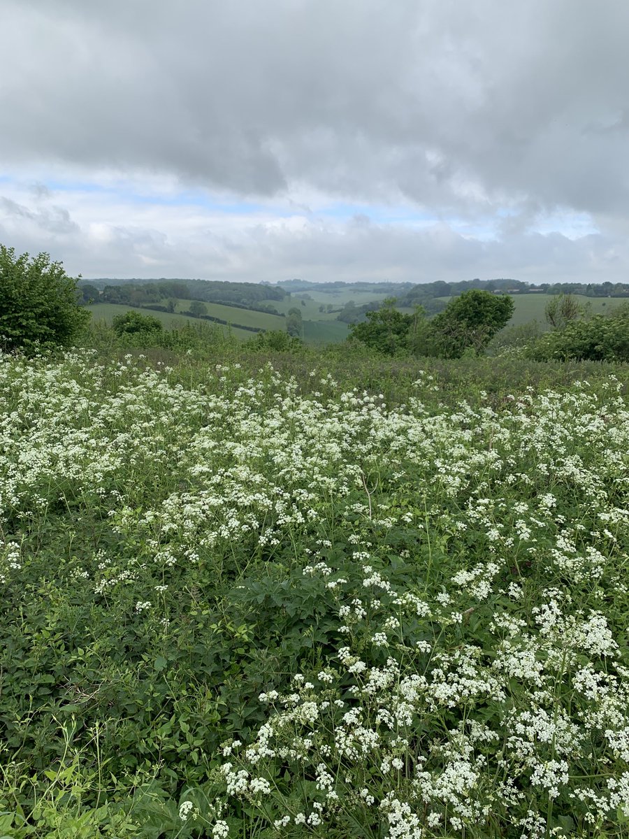 FarahadZama's tweet photo. Looking over cow parsley to a Kentish valley. #PickUpMonday https://t.co/82UrM0fxLi