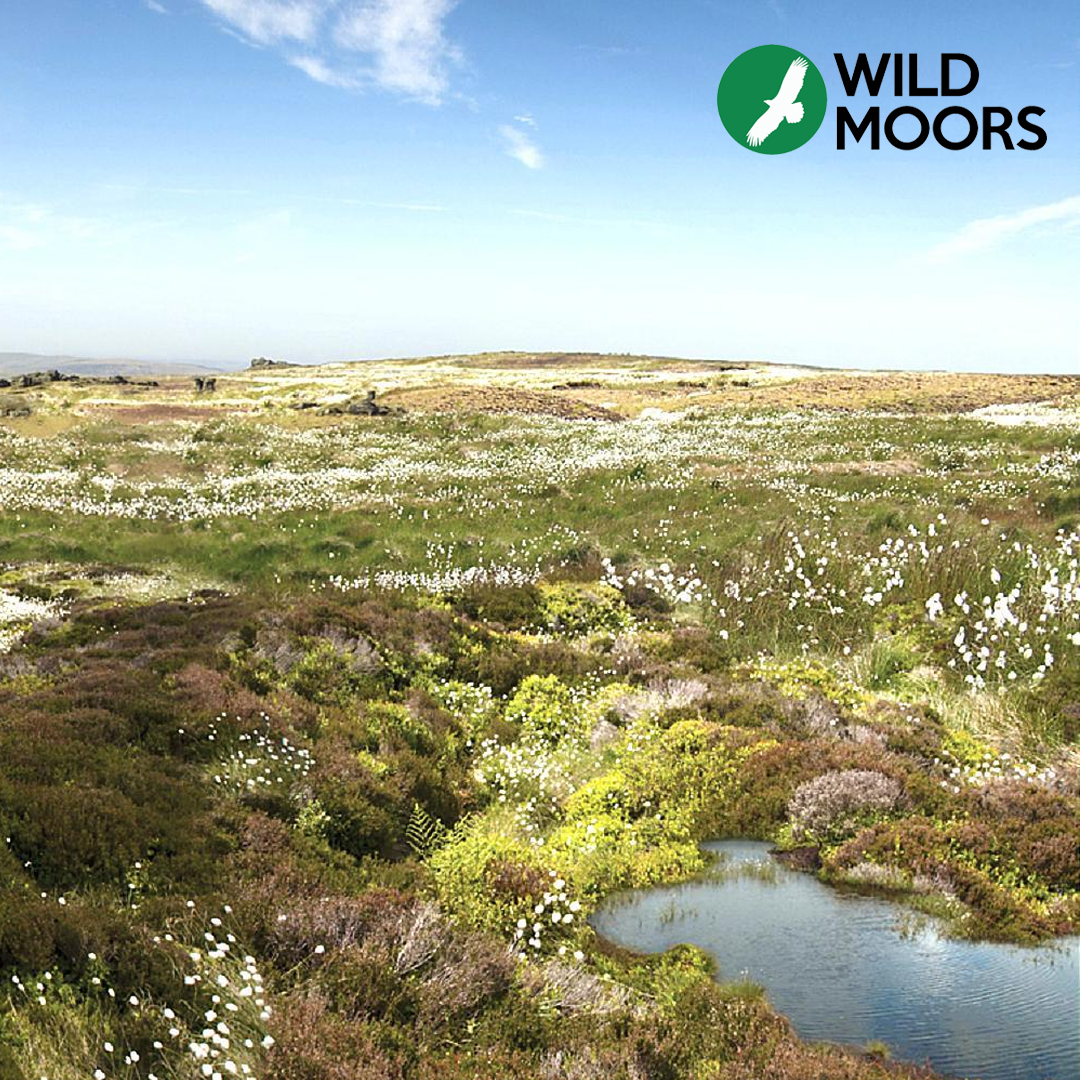 THIS is what it looks like when grouse moors are allowed to regenerate into wild moors. 💚

Re-tweet if you know our moorlands are best when cared for for nature, climate and people.
