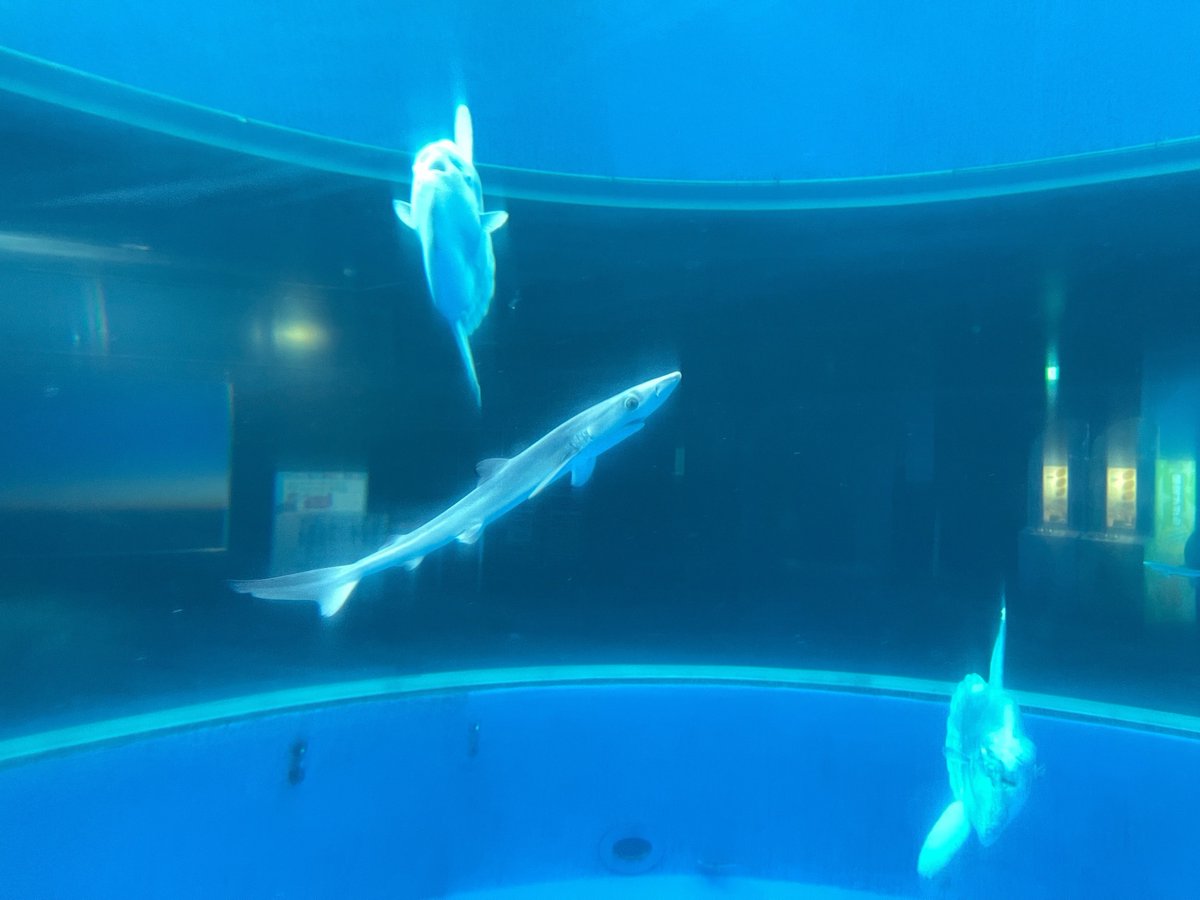 水族館 アクアミュージアム の大水槽および ドルフィン ファンタジー の円柱水槽にて 漁師さんの協力で定置網漁に入ったアオザメを受け入れ 本日より展示を開始しております 生物の状態により展示を中止させていただく場合がございます シーパラ 八景島