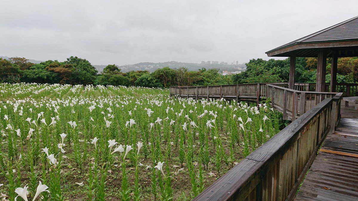 princessroad257's tweet photo. 総合運動公園のユリ→浜比嘉
 #沖縄
 #沖縄復帰50年 https://t.co/GHV6TlFzsn
