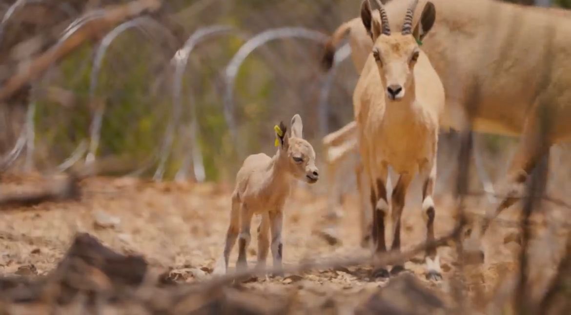 رسميًا :

ولادة 6 من الوعول الجبلية بمنطقة #السودة ، بعد إطلاق 15 وعلا مهدداً بالإنقراض في ديسمبر الماضي 😍