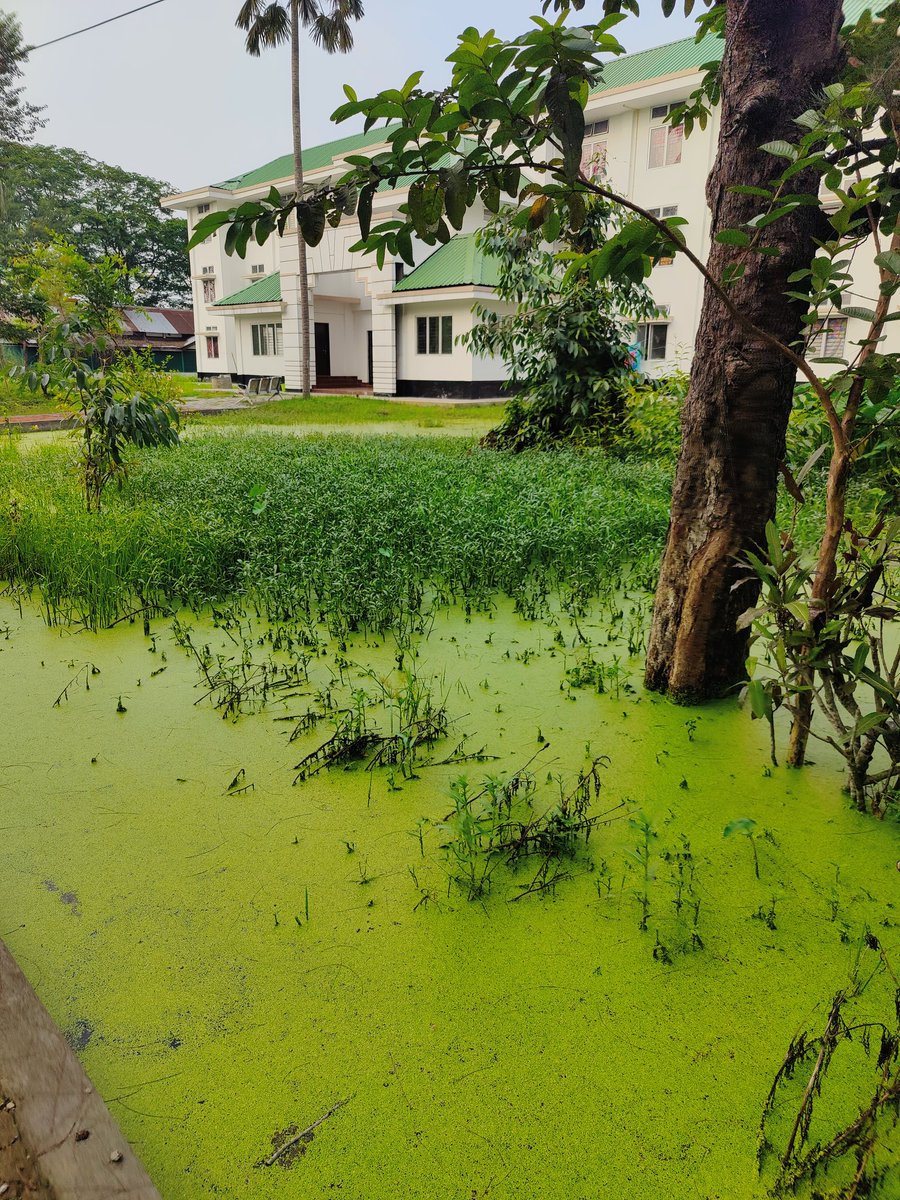 AhmedWashifa's tweet photo. It is important 
So this a picture of how way to our hostel seems nowadays!! (RCC 5 and Rcc8 Girls hall Gauhati University)
 
#GauhatiUniversity
#negligence
#PratidinTime  #WaterBlockage
@himantabiswa 
@Pijush_hazarika 
Please look into the matter as soon as possible https://t.co/kOHRBDddfa