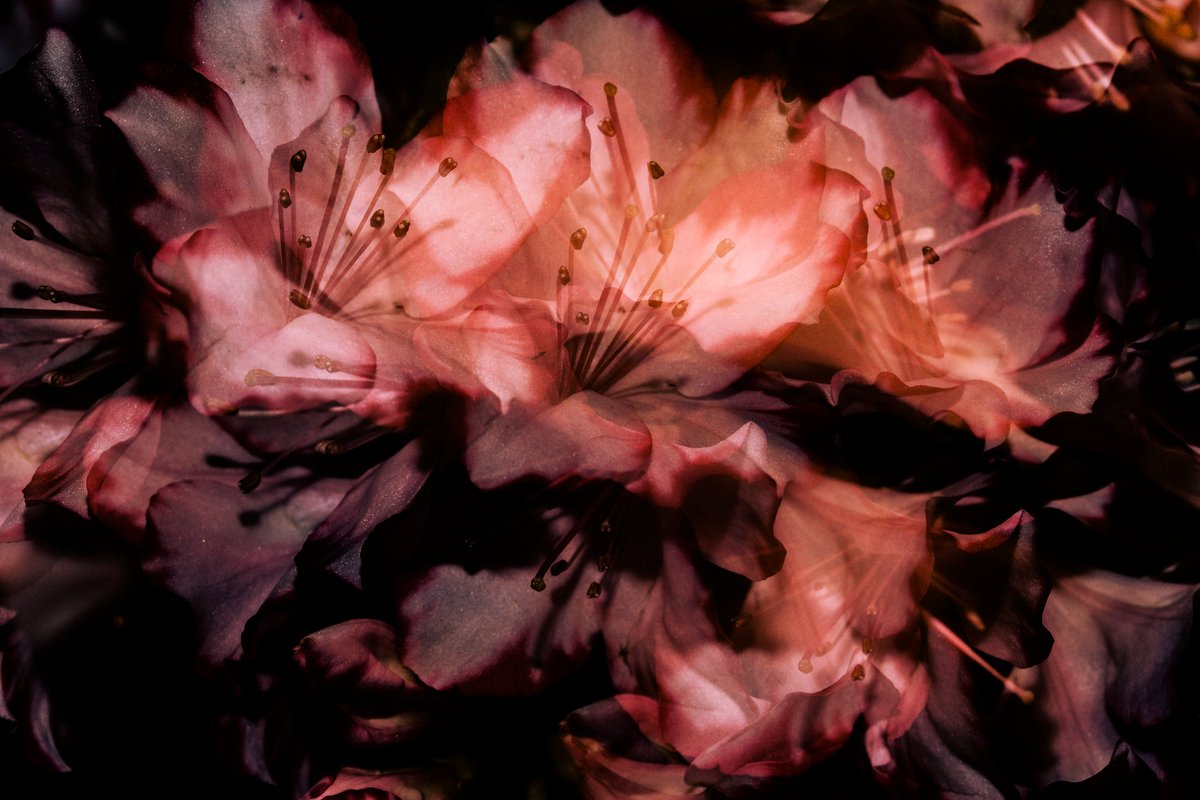 GM 🌸

#nftphotography #NFTCommunity