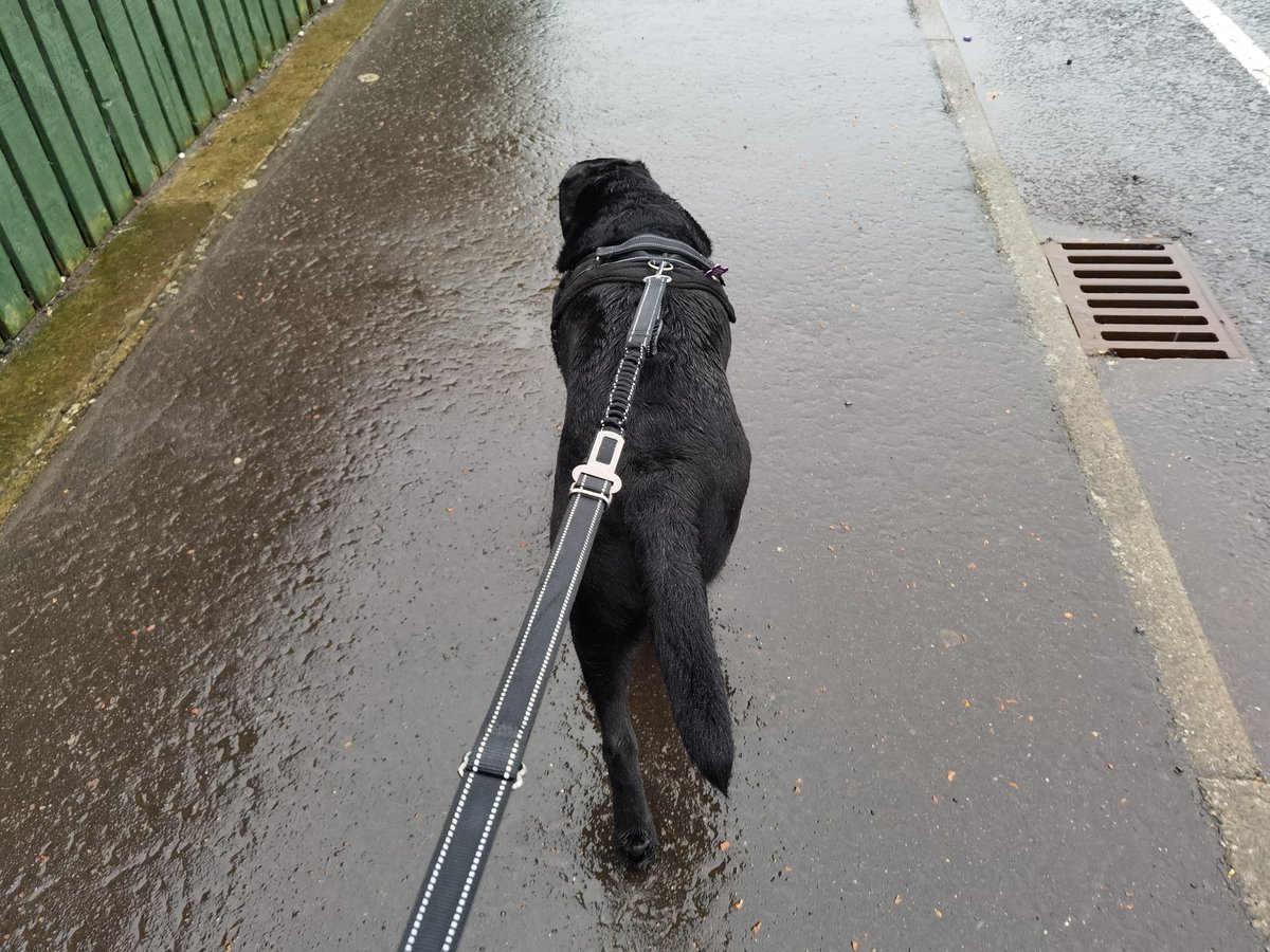 BlairDurno's tweet photo. Rainy Dog Walks. #Huawei #HuaweiP40Pro #CapturedOnHuawei #LoveMyHuawei #MyHuaweiMoment #HuaweiCommunity @HuaweiMobile @HuaweiMobileUK https://t.co/nard8zYD4Z