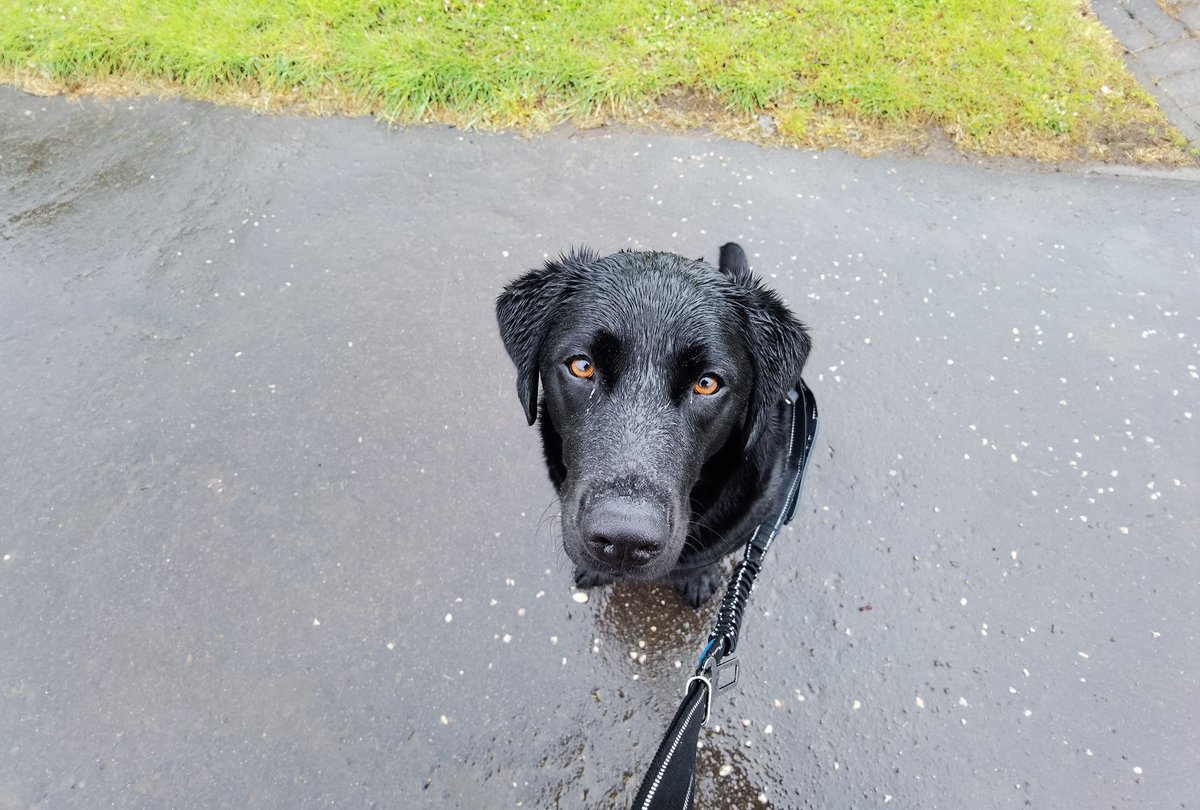 BlairDurno's tweet photo. Rainy Dog Walks. #Huawei #HuaweiP40Pro #CapturedOnHuawei #LoveMyHuawei #MyHuaweiMoment #HuaweiCommunity @HuaweiMobile @HuaweiMobileUK https://t.co/nard8zYD4Z