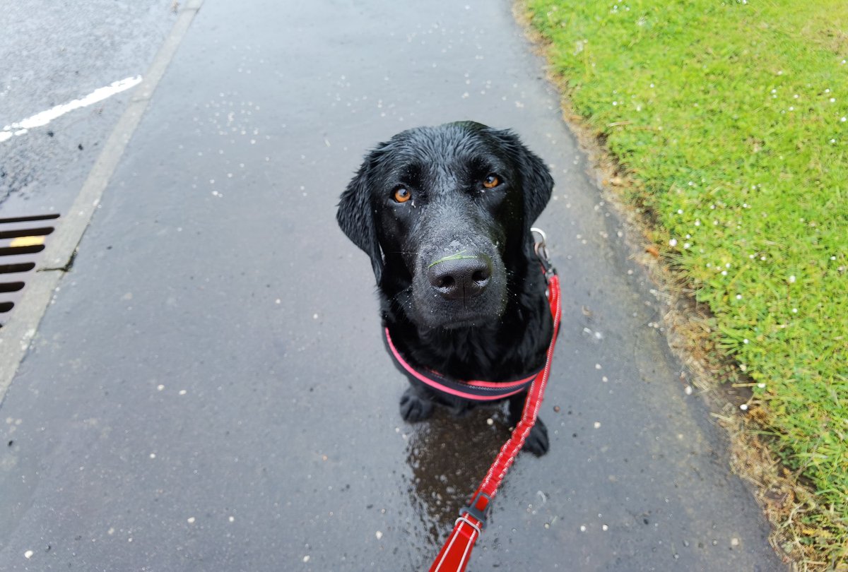 BlairDurno's tweet photo. Rainy Dog Walks. #Huawei #HuaweiP40Pro #CapturedOnHuawei #LoveMyHuawei #MyHuaweiMoment #HuaweiCommunity @HuaweiMobile @HuaweiMobileUK https://t.co/nard8zYD4Z