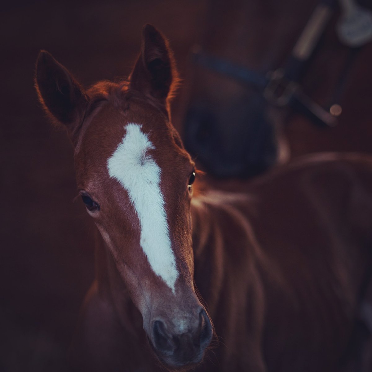 SwiftyStallions's tweet photo. Hello World. 

Welcome to the new Swifty Farms twitter page. https://t.co/imqWyBcbGn
