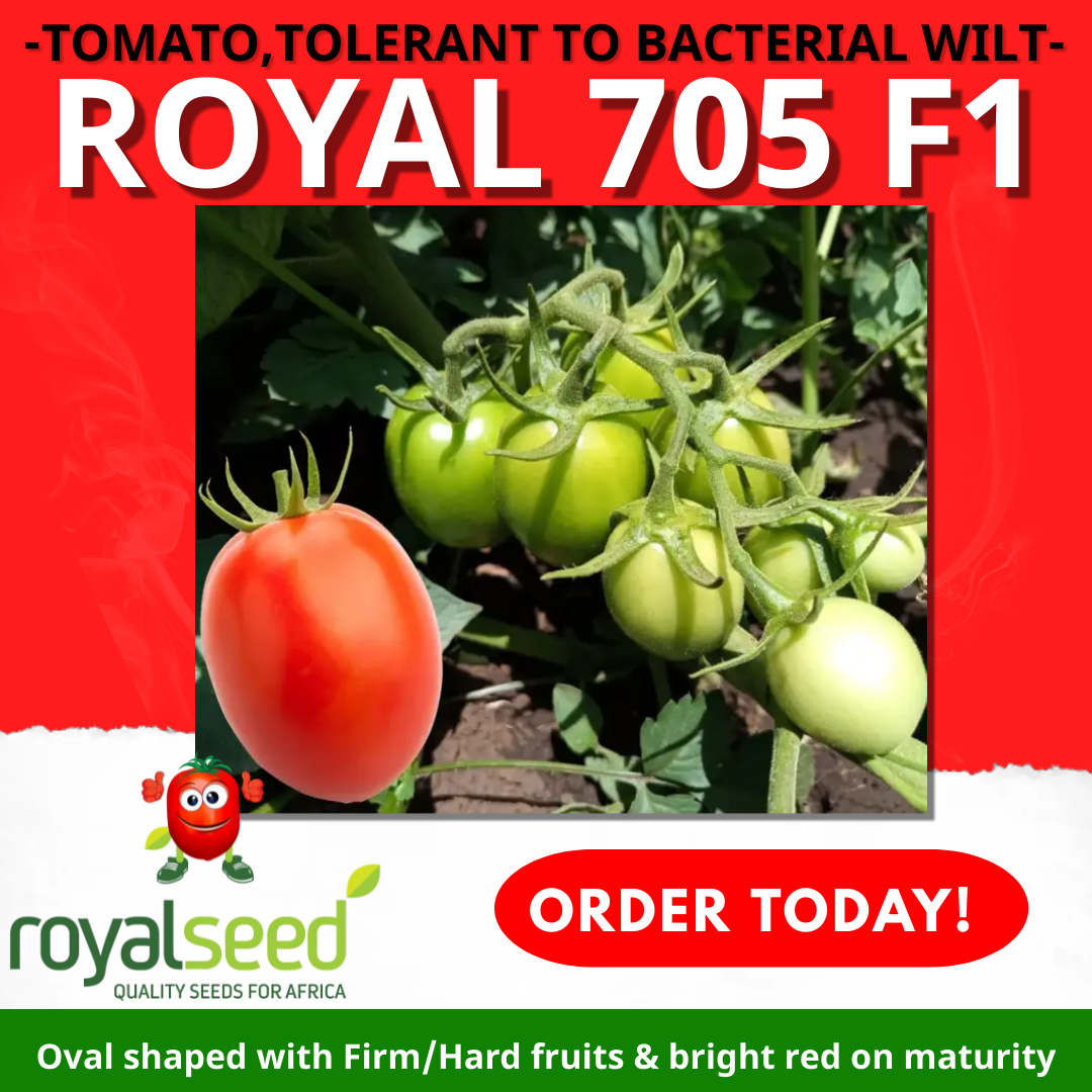RoyalSeedKE's tweet photo. ''Hi, Royal Seed, I have an acre of land under irrigation. How can I get your best tomatoes and be tolerant to wilt, my area is highly affected by wilt.'' an inquiry right from the farmer's pen n paper

This #MUNCHINGMAY #TOMATOROYAL705F1 is the variety...💃🕺🍅 https://t.co/n83SSidqt0
