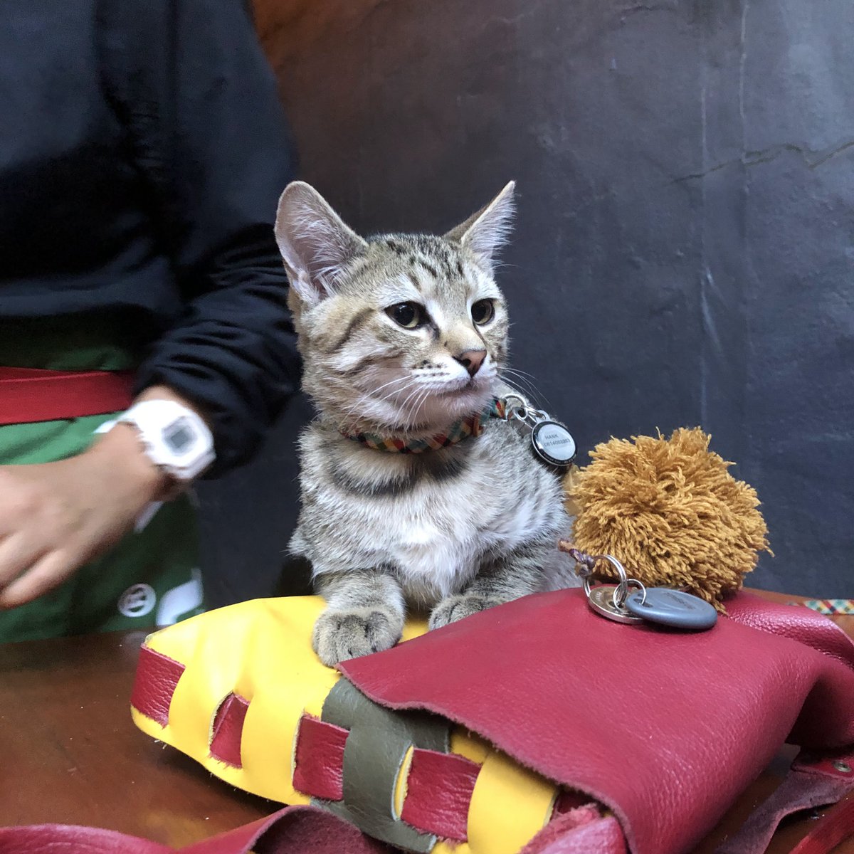 kat_kult's tweet photo. Wolfgang visits South Africa's oldest pub @perseverancetavern for the first time #catsofcapetown #mothercitycats #CatsOfTwitter https://t.co/ffLLOir4LY