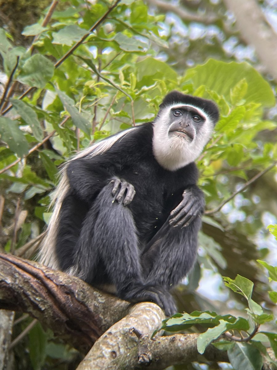 IsabelleGMonroe's tweet photo. Some beautiful wildlife in Uganda to brighten up your Twitter feed today #Fieldwork https://t.co/jx7wQCkPHy