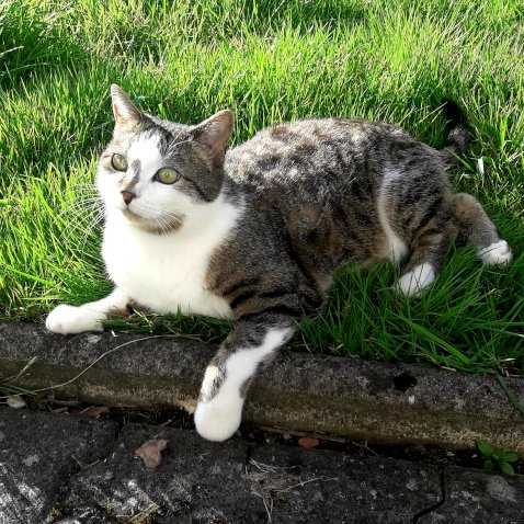 pawstorms's tweet photo. Pawstorms is still alive!
Wer vielleicht schon mit dem endgüligen Tod dieses kleinen Blogs gerechnet hat, den müssen wir leider enttäuschen 😏 

https://t.co/i8stXFb6rS

#newpost #blog #blogger #bloggerlife #bloggerlove #blogpost #writing #writinglove https://t.co/eFUNOFJy34