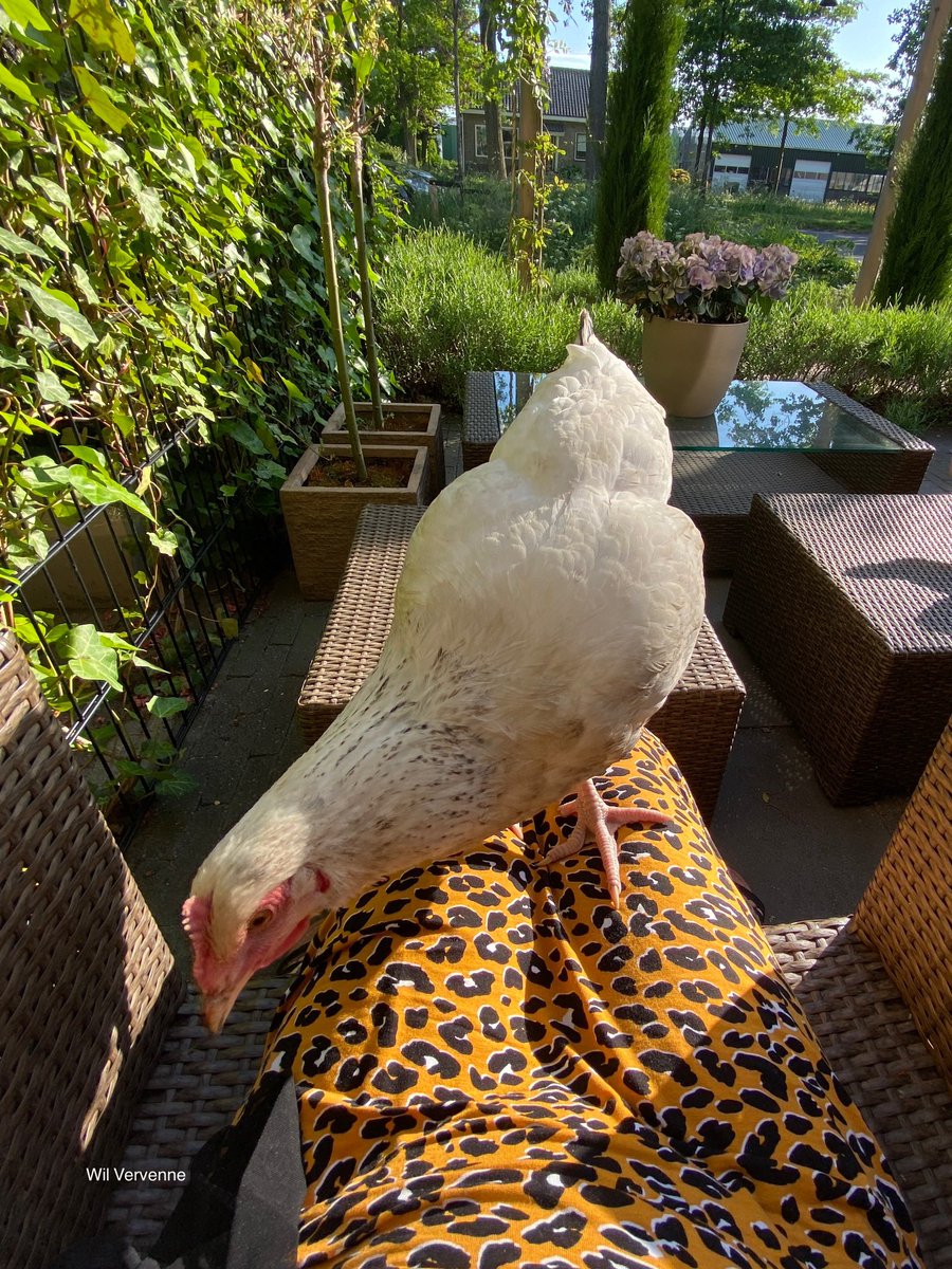 WilVervenne's tweet photo. En na wat over en weer getokt te hebben, bleek dat we het samen goed kunnen vinden. 🐓#opschoot 🥰 https://t.co/eTNjhOpzde