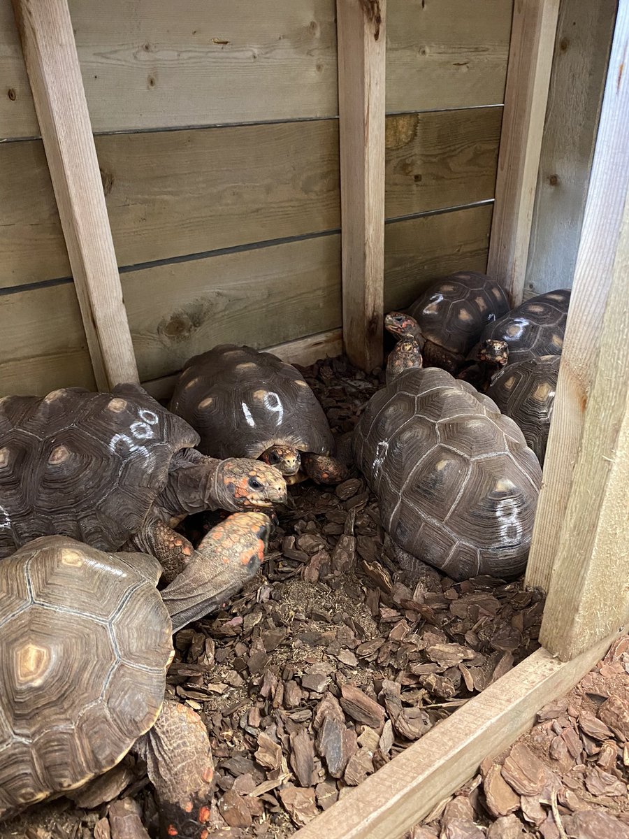 Agnese_Crisante's tweet photo. Happy Monday everybody! My tortoises are taking it slow this morning ๐ข
#tortoises #reptiles #redfootedtortoises #lincolnuniversity https://t.co/wHNYVB1D0P