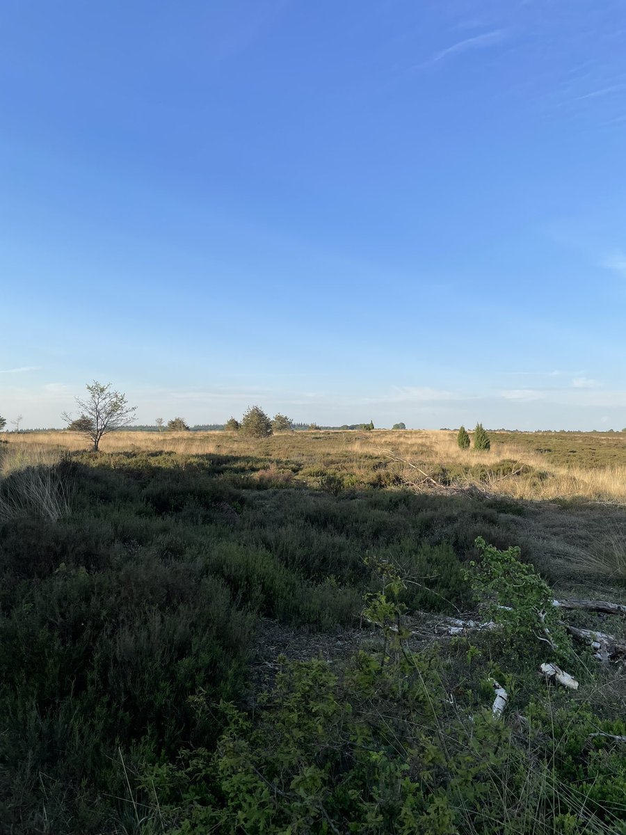 Mooie wandeling vanochtend vroeg op <a href="/NationaalParksh/">Sallandse Heuvelrug</a> met <a href="/staatsbosbeheer/">Staatsbosbeheer</a>. Veel vogels gezien en nog meer gehoord. Bijzonder om ook de balts van 7 verschillende korhoenderhanen te zien.