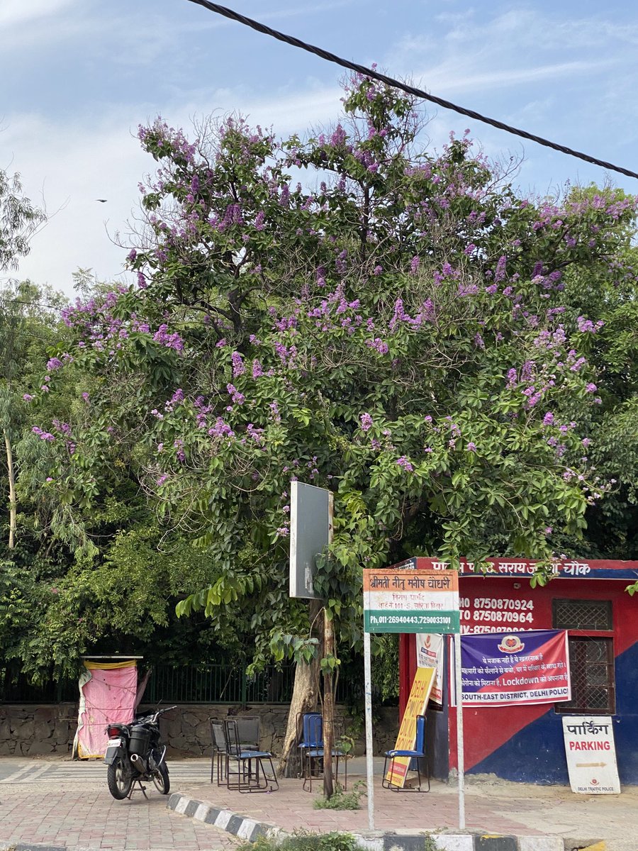 TreesDelhi's tweet photo. Its as much a #Jarul Season as it is #Amaltas or #Gulmohar .
Lets celebrate #Jarul .Share you nearby #Jarultree .Lets see how many are being seen publicly . https://t.co/Ss0p3DgDkn