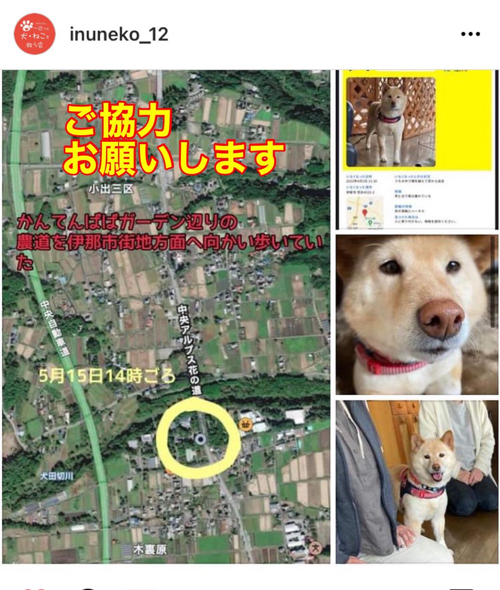 willdogcare's tweet photo. 長野県伊那市で4/2から迷子中の白柴犬ももちゃんの目撃情報がありました。かんてんぱぱガーデンのあたりです。お近くの方、目撃した方、保健所、警察署などに情報をお寄せください。よろしくお願いします。#一匹でも犬ねこを救う会#迷子犬#迷い犬#伊那市#かんてんぱぱ https://t.co/oXdNwnK3sO