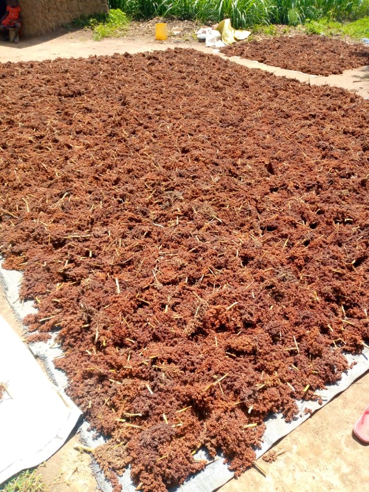 ParisThumi's tweet photo. Soil health, use of certified seeds and proper management results to optimum yield.
#Soiltesting #Soilhealth #IntegratedSoilFertilityManagement(ISFM) #Foodsecurity #Economicgrowth #Agviza #Cropnuts #Sopamillers https://t.co/oFhecIEU1h
