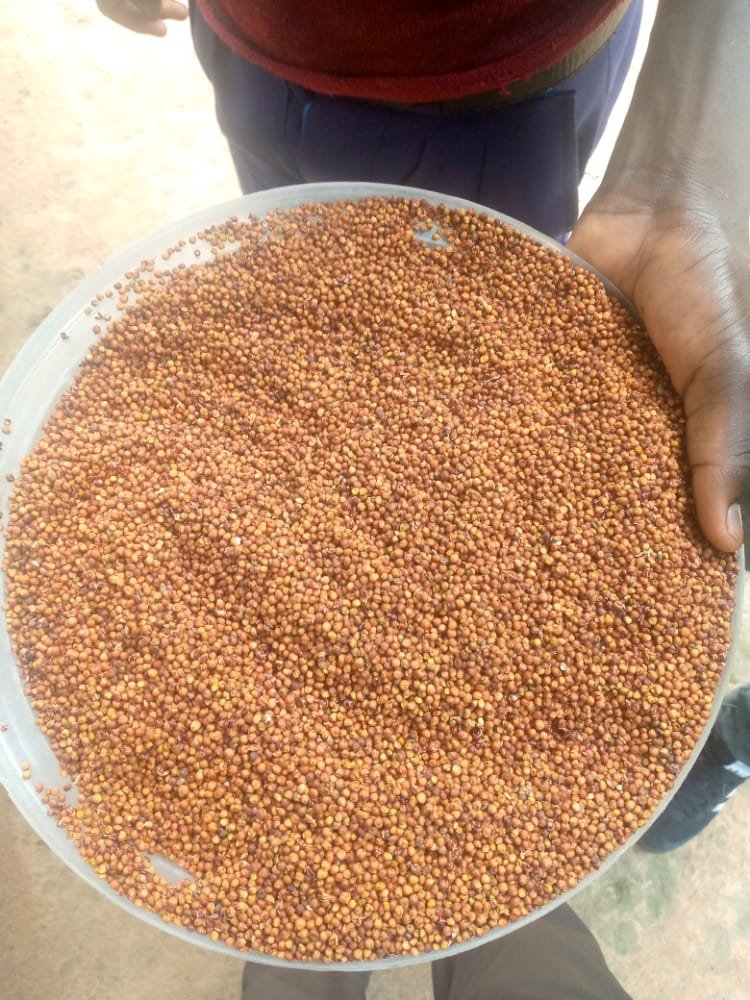ParisThumi's tweet photo. Soil health, use of certified seeds and proper management results to optimum yield.
#Soiltesting #Soilhealth #IntegratedSoilFertilityManagement(ISFM) #Foodsecurity #Economicgrowth #Agviza #Cropnuts #Sopamillers https://t.co/oFhecIEU1h