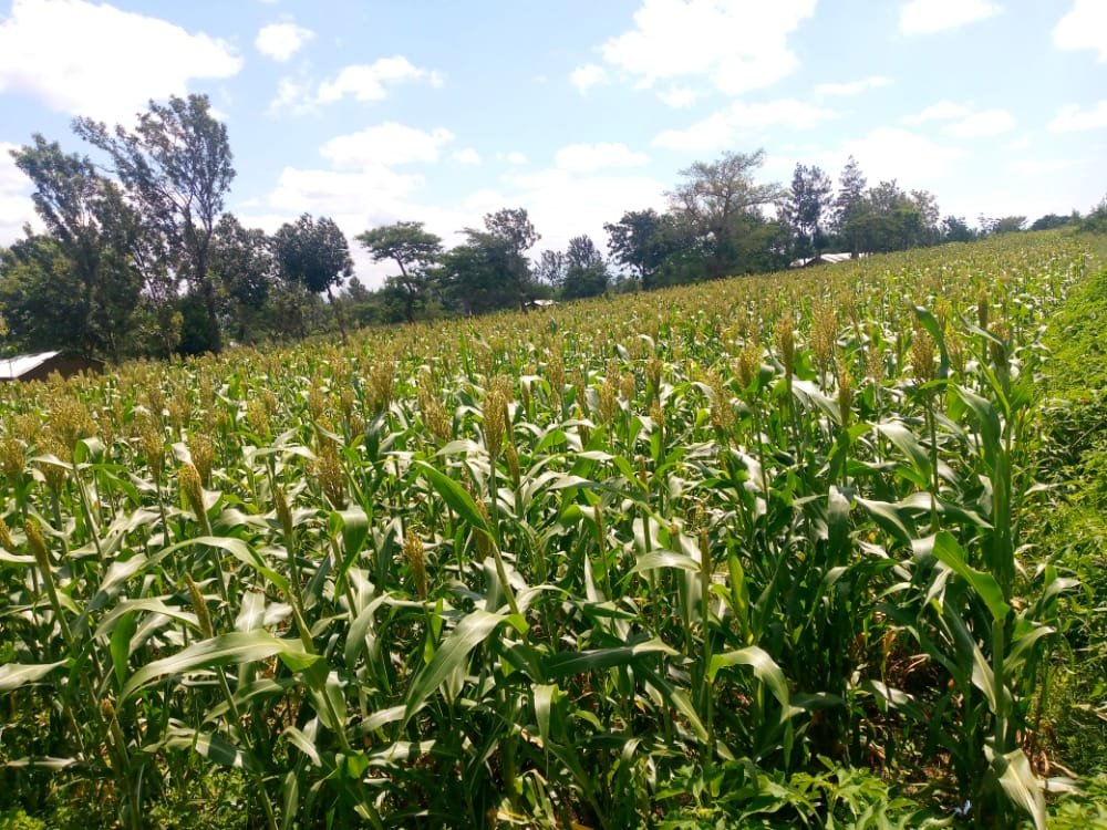 ParisThumi's tweet photo. Soil health, use of certified seeds and proper management results to optimum yield.
#Soiltesting #Soilhealth #IntegratedSoilFertilityManagement(ISFM) #Foodsecurity #Economicgrowth #Agviza #Cropnuts #Sopamillers https://t.co/oFhecIEU1h