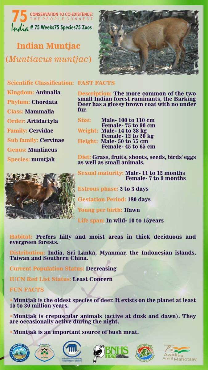 NainitalZ's tweet photo. G.B. Pant High Altitude Zoo, Nainital celebrating Azadi Ka Amrit Mahotsav 16th-23rd May 2022. Animal in spotlight for #NainitalZoo is Indian Muntjac (Barking Deer). The celebrations Guided Trip to Zoo, Painting Competition, Expert Talk, etc
#75Weeks75Species75Zoos @CZA_Delhi https://t.co/ynxcjMtBR3