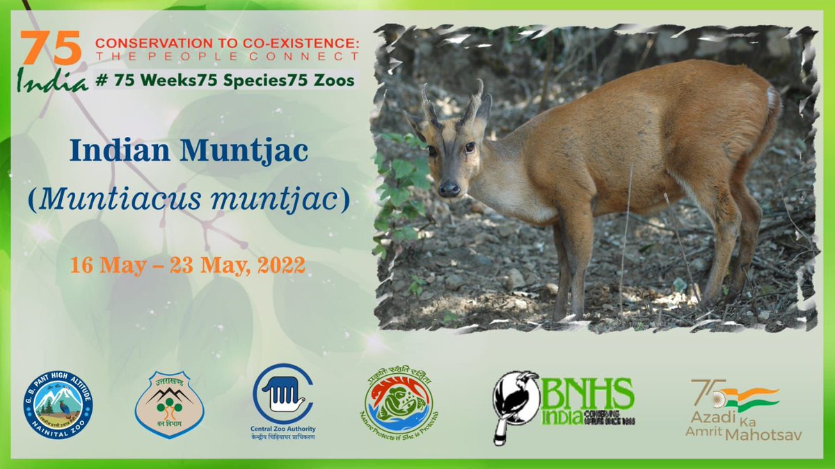 NainitalZ's tweet photo. G.B. Pant High Altitude Zoo, Nainital celebrating Azadi Ka Amrit Mahotsav 16th-23rd May 2022. Animal in spotlight for #NainitalZoo is Indian Muntjac (Barking Deer). The celebrations Guided Trip to Zoo, Painting Competition, Expert Talk, etc
#75Weeks75Species75Zoos @CZA_Delhi https://t.co/ynxcjMtBR3
