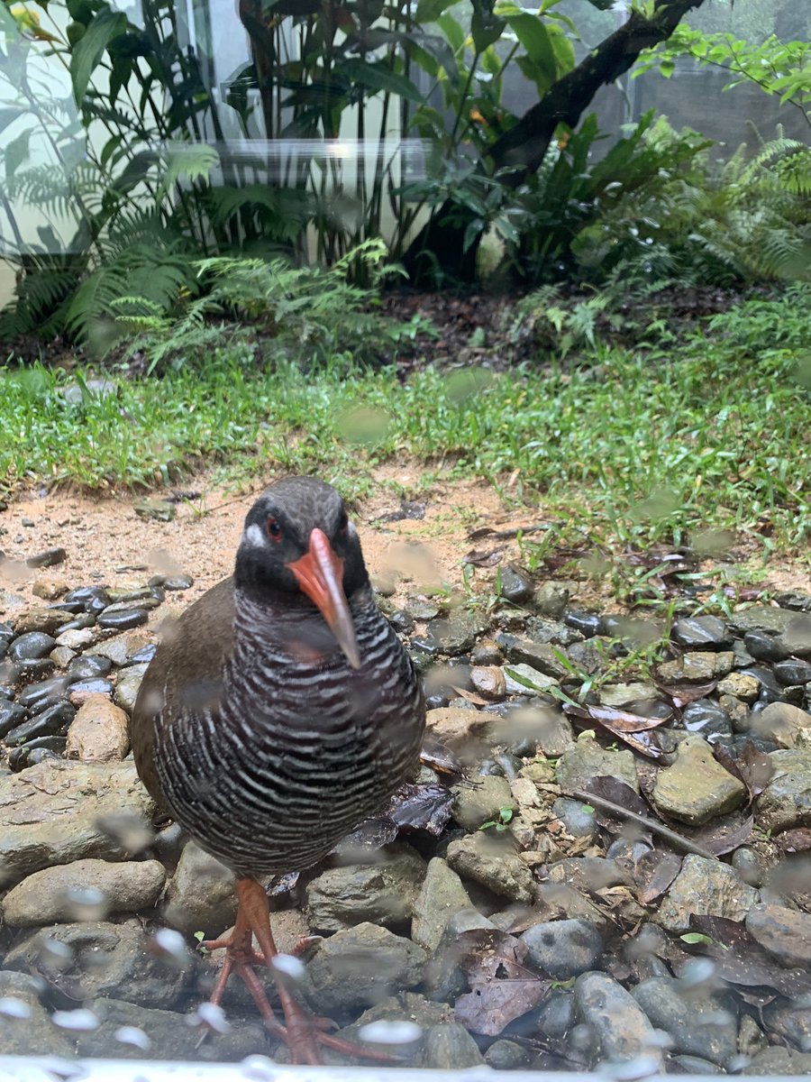 やんばるくいな