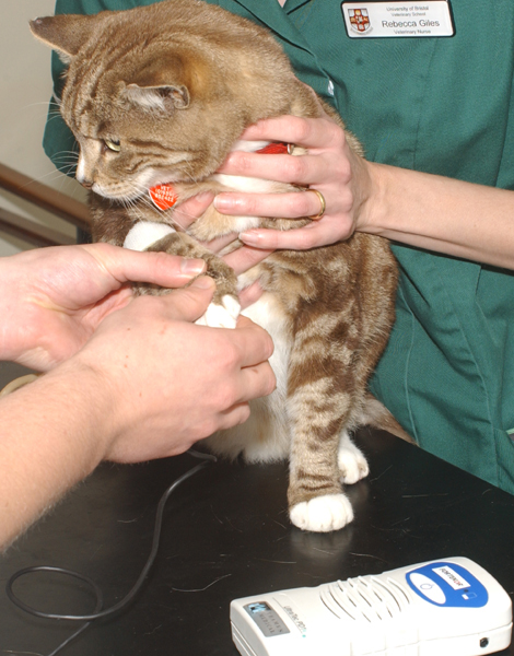 vet_prof's tweet photo. VETS/VN’s: Do you have a BP monitor in your clinic?  We’re running a survey to learn of the potential barriers to assessment and the reasons why it may not be possible (you can receive a free Fob Watch for your time). Thank you if you can support: https://t.co/ypZUvWlw38 https://t.co/HATg9dHwN0