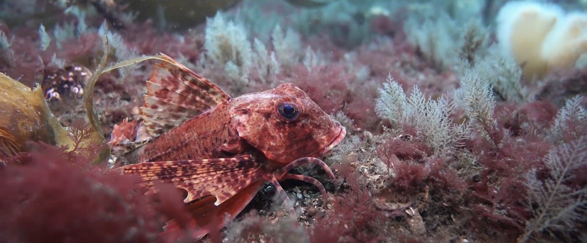 ourseas_scot's tweet photo. Time's running out, but we can still choose a future for Scotland that's home to bustling coastal communities, restored and thriving fisheries, and marine environments bursting back to life.

📽️ Watch 'Time Limit' now https://t.co/04dpIe9ztx @MamboVideo @trustpebble #InshoreLimit https://t.co/6P6ADhSg00