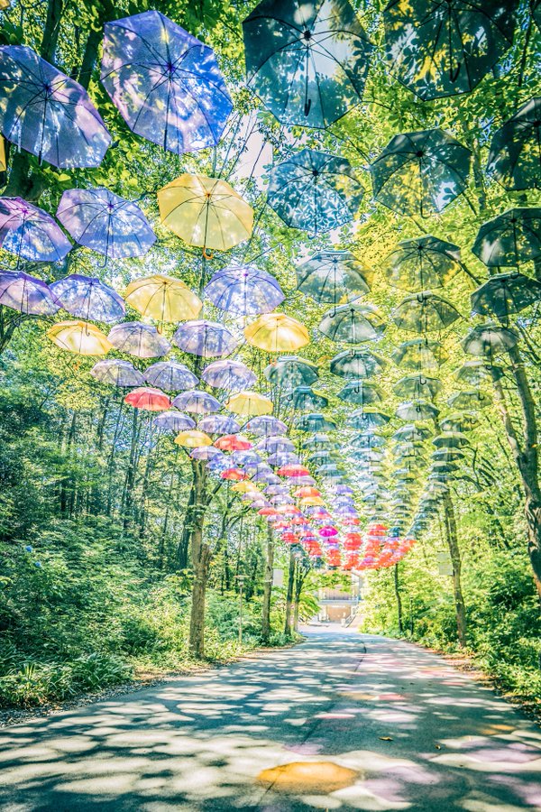 梅雨の時期にしか咲かない 傘の花 その幻想的な美しさに衝撃走る ニコニコニュース