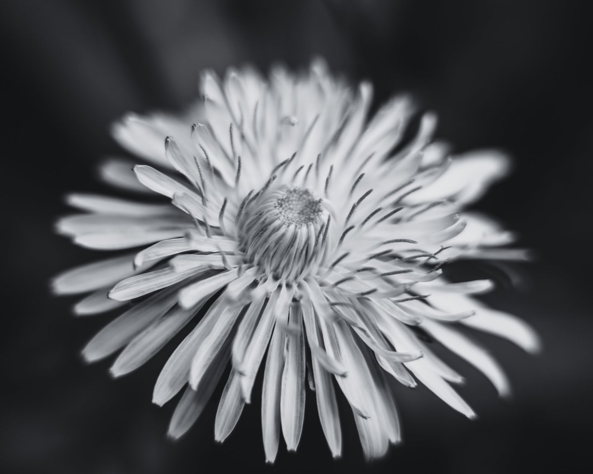 EvanTideswell's tweet photo. The weather today is so gloomy, so I thought I would post this photo I took a few days ago. #photographer #photography #monochrom #blackandwhite https://t.co/fvVoXQ4Le1