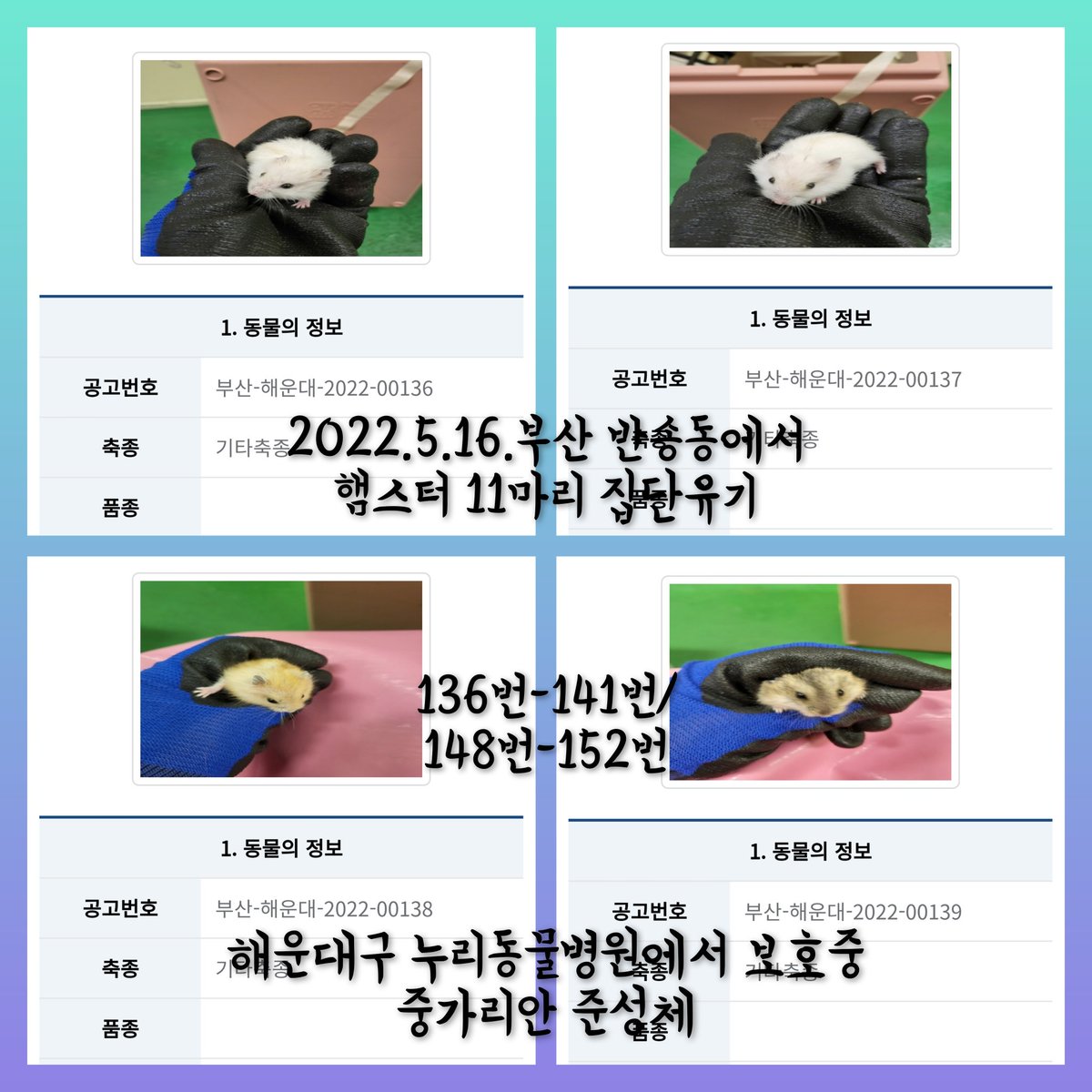 yihui781's tweet photo. 5월16일 부산-해운대구-2022-00136번-141번, 00148번-152번/
반송동 아랫반송로60번길 5-26 주택가에 햄스터 11마리가 집단 유기됨/ 중가리안 준성체 흰색 회색 황색으로 형재 자매들로 추정됨/

누리동물병원에서 보호중/ 보호자가 소유권을 포기 했다고 되어있으나 바로 구조되는지 문의해야함 https://t.co/2CWa2AlVdd