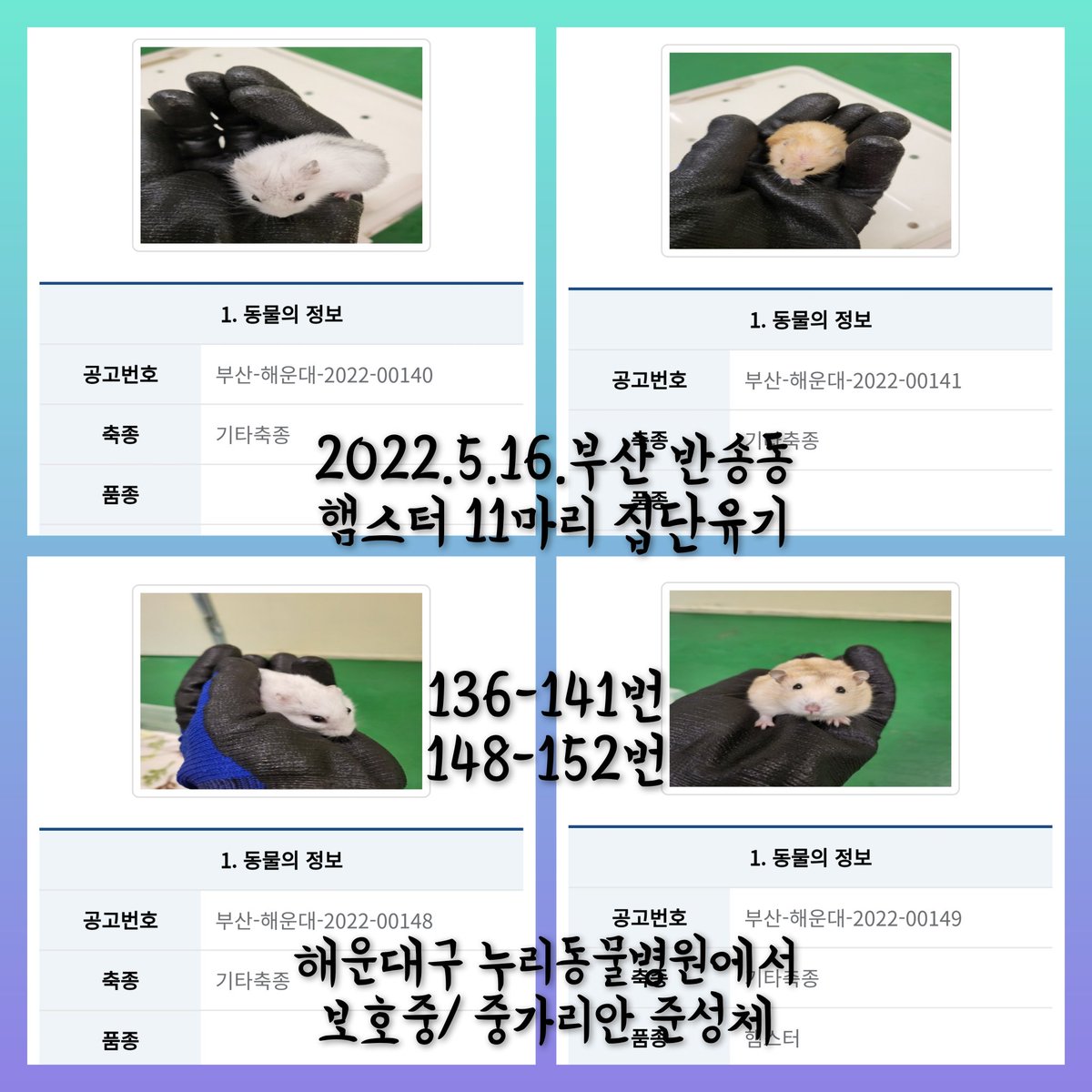 yihui781's tweet photo. 5월16일 부산-해운대구-2022-00136번-141번, 00148번-152번/
반송동 아랫반송로60번길 5-26 주택가에 햄스터 11마리가 집단 유기됨/ 중가리안 준성체 흰색 회색 황색으로 형재 자매들로 추정됨/

누리동물병원에서 보호중/ 보호자가 소유권을 포기 했다고 되어있으나 바로 구조되는지 문의해야함 https://t.co/2CWa2AlVdd