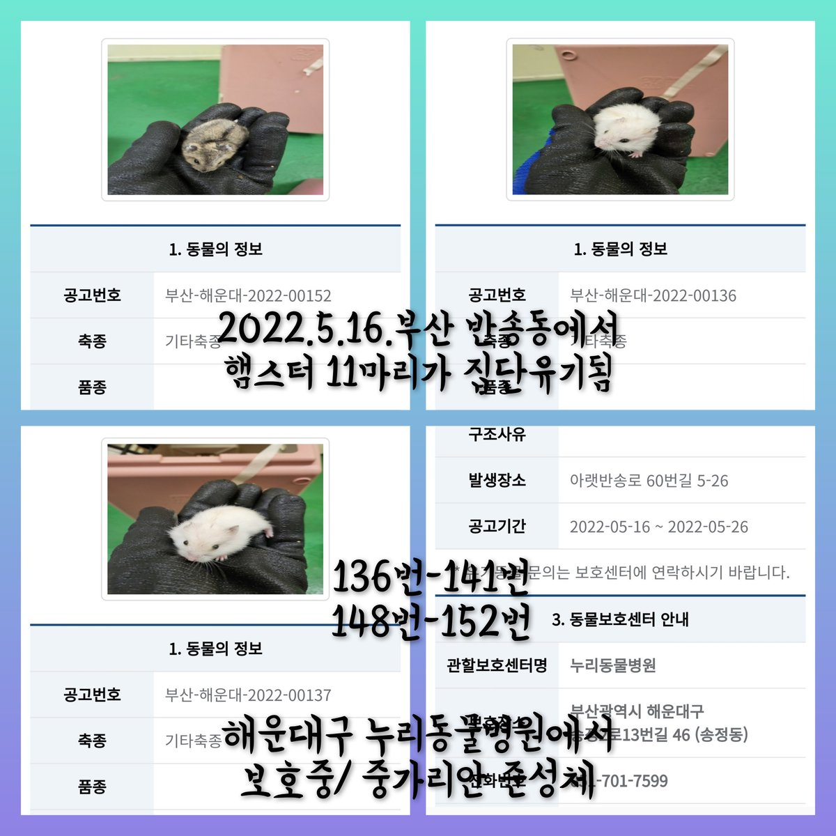 yihui781's tweet photo. 5월16일 부산-해운대구-2022-00136번-141번, 00148번-152번/
반송동 아랫반송로60번길 5-26 주택가에 햄스터 11마리가 집단 유기됨/ 중가리안 준성체 흰색 회색 황색으로 형재 자매들로 추정됨/

누리동물병원에서 보호중/ 보호자가 소유권을 포기 했다고 되어있으나 바로 구조되는지 문의해야함 https://t.co/2CWa2AlVdd