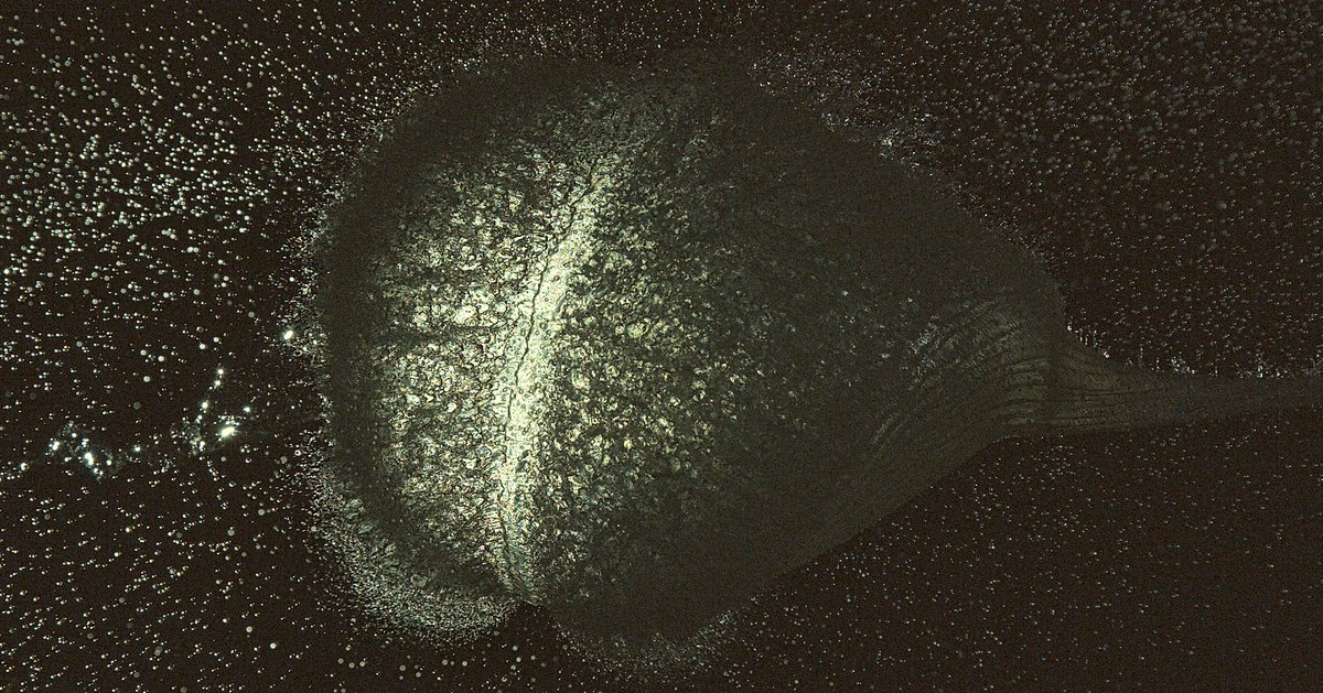 Philip Clemo tweet media