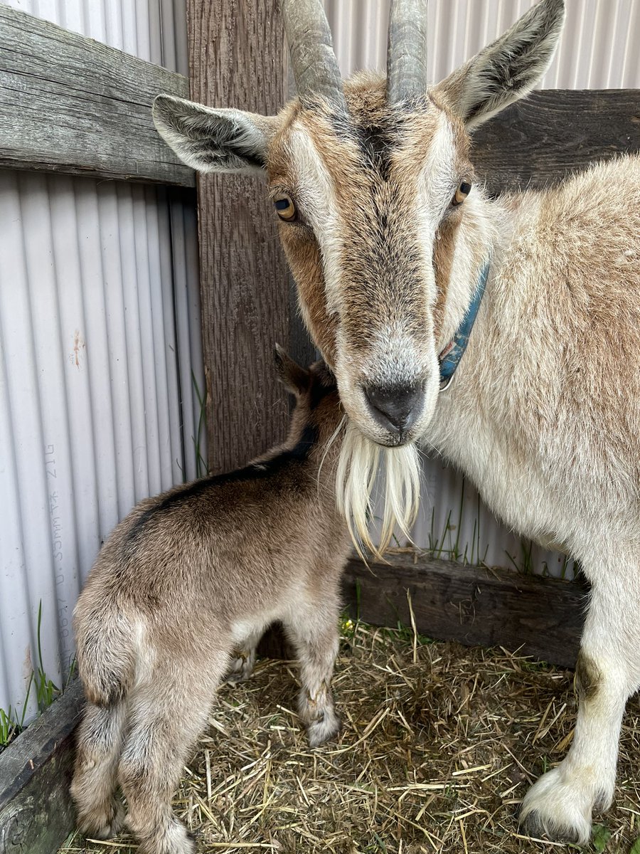 Goat_Vs's tweet photo. なんか騒がしいと思ったら…
ピンキー出産しておりました🙋‍♀️ https://t.co/nCHIXFPQ90