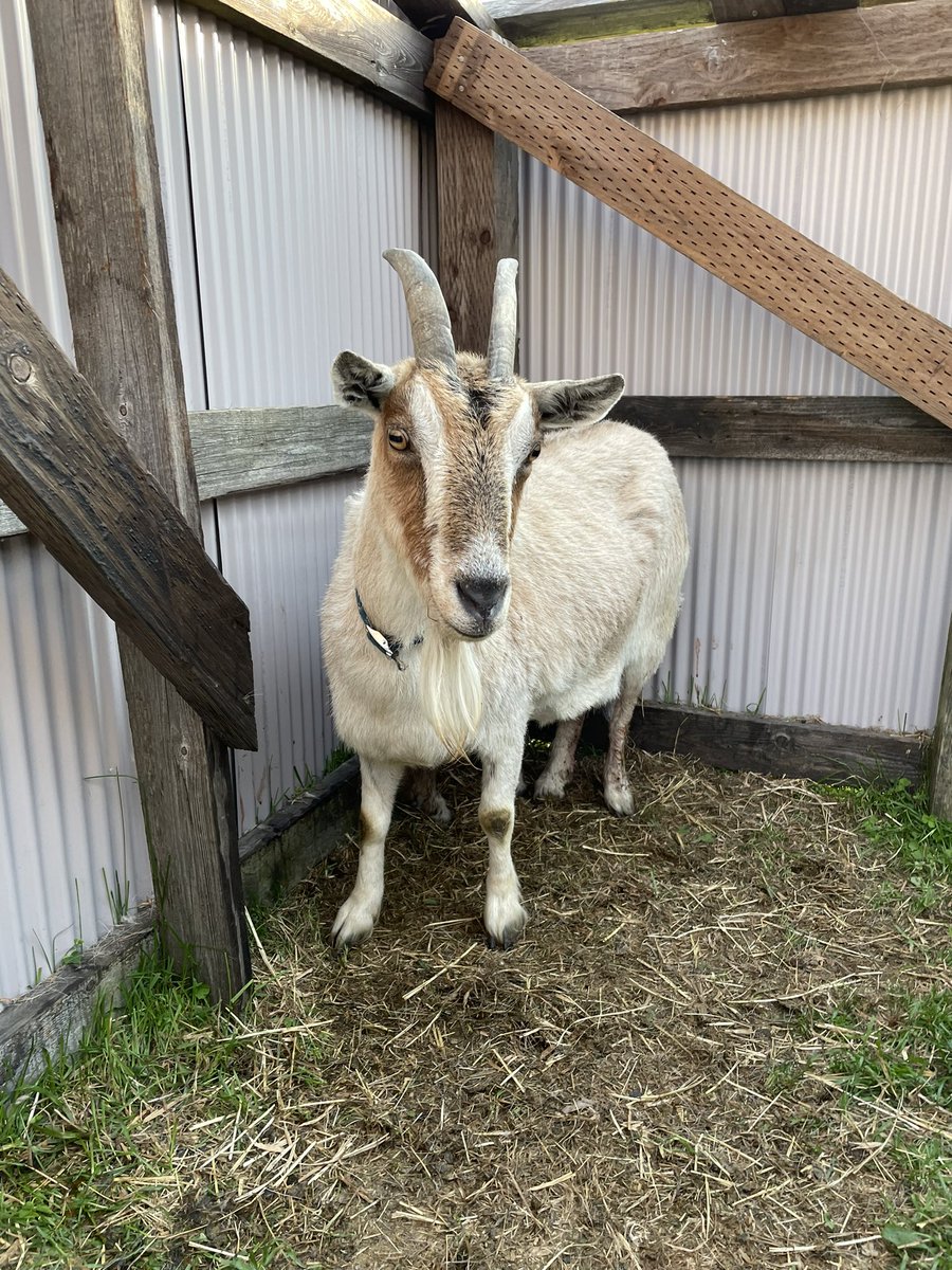 Goat_Vs's tweet photo. なんか騒がしいと思ったら…
ピンキー出産しておりました🙋‍♀️ https://t.co/nCHIXFPQ90