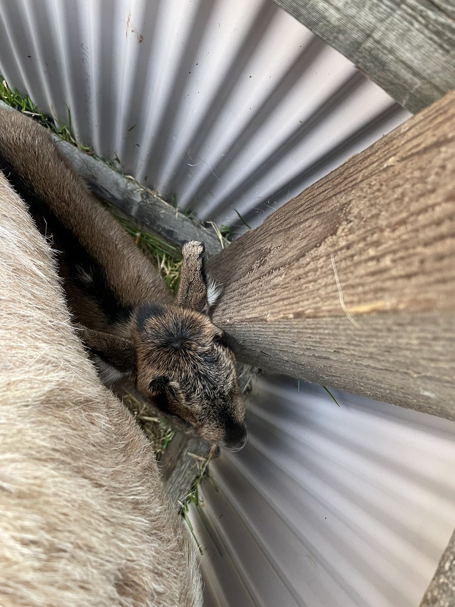 Goat_Vs's tweet photo. なんか騒がしいと思ったら…
ピンキー出産しておりました🙋‍♀️ https://t.co/nCHIXFPQ90