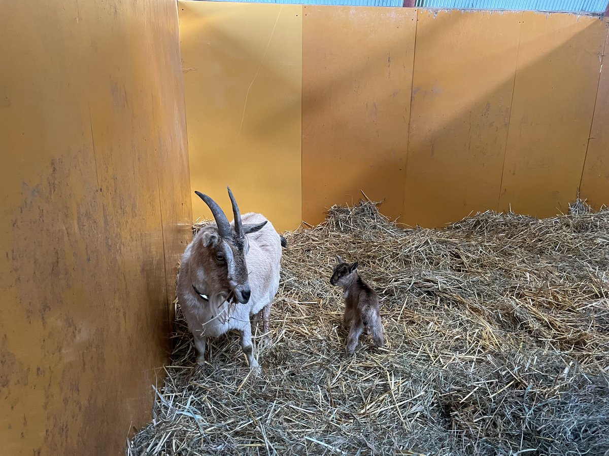 Goat_Vs's tweet photo. なんか騒がしいと思ったら…
ピンキー出産しておりました🙋‍♀️ https://t.co/nCHIXFPQ90