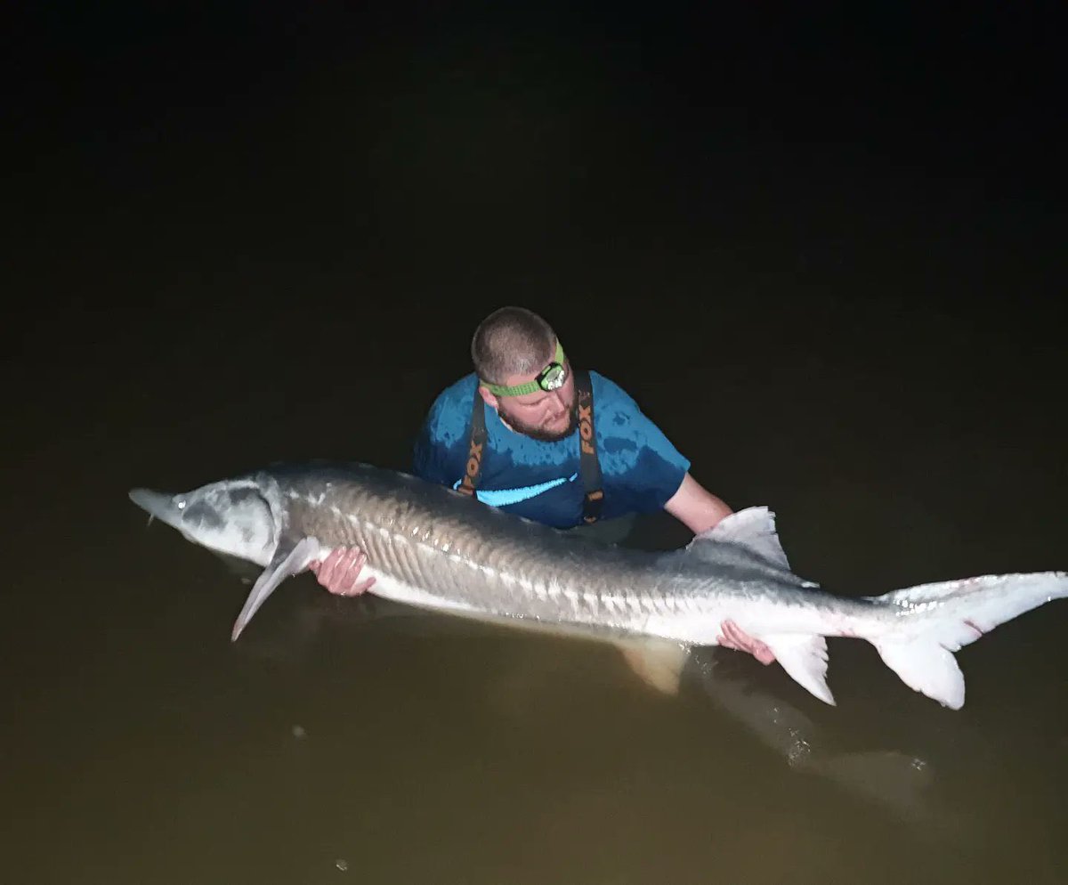 fishingthemind's tweet photo. One of the lads @dannymoore96 smashing it out the park with this 😲 new Celtic lakes I will be seeing you in the very near future that’s for sure ! 127lb sturgeon and a 43lb catfish 👏🏻 🤯 #sturgeon #catfish #huge #monsters 🎣 https://t.co/UKfZgNlPOM