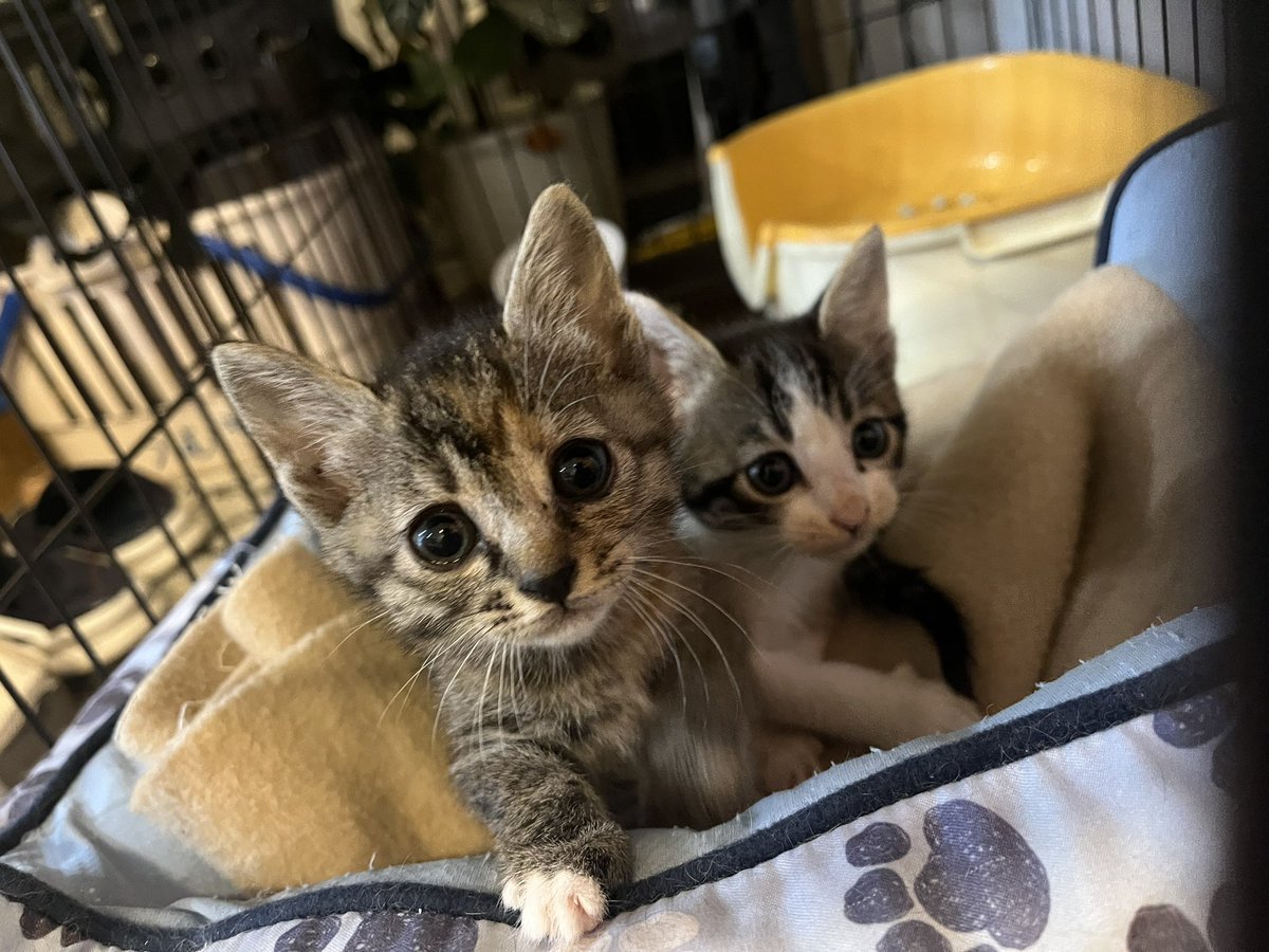 pet_ruff_ruff's tweet photo. 新たに保護猫を預かりました🐱🧡
手前 : たーたん ♀推定2週間
奥 : のんたん ♂推定2週間

#保護猫 #サビ猫 #ハチワレ #里親募集中 https://t.co/YCGxW2GgiQ